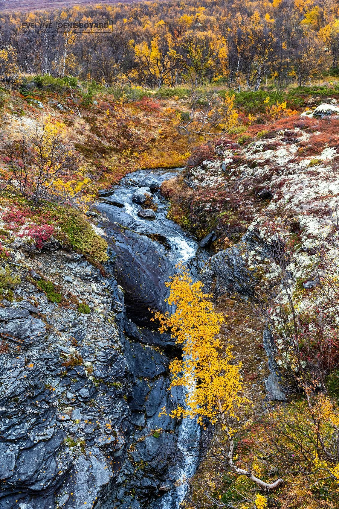 Rivière dans le Parc national de Dovrefjell-Sunndalsfjella.