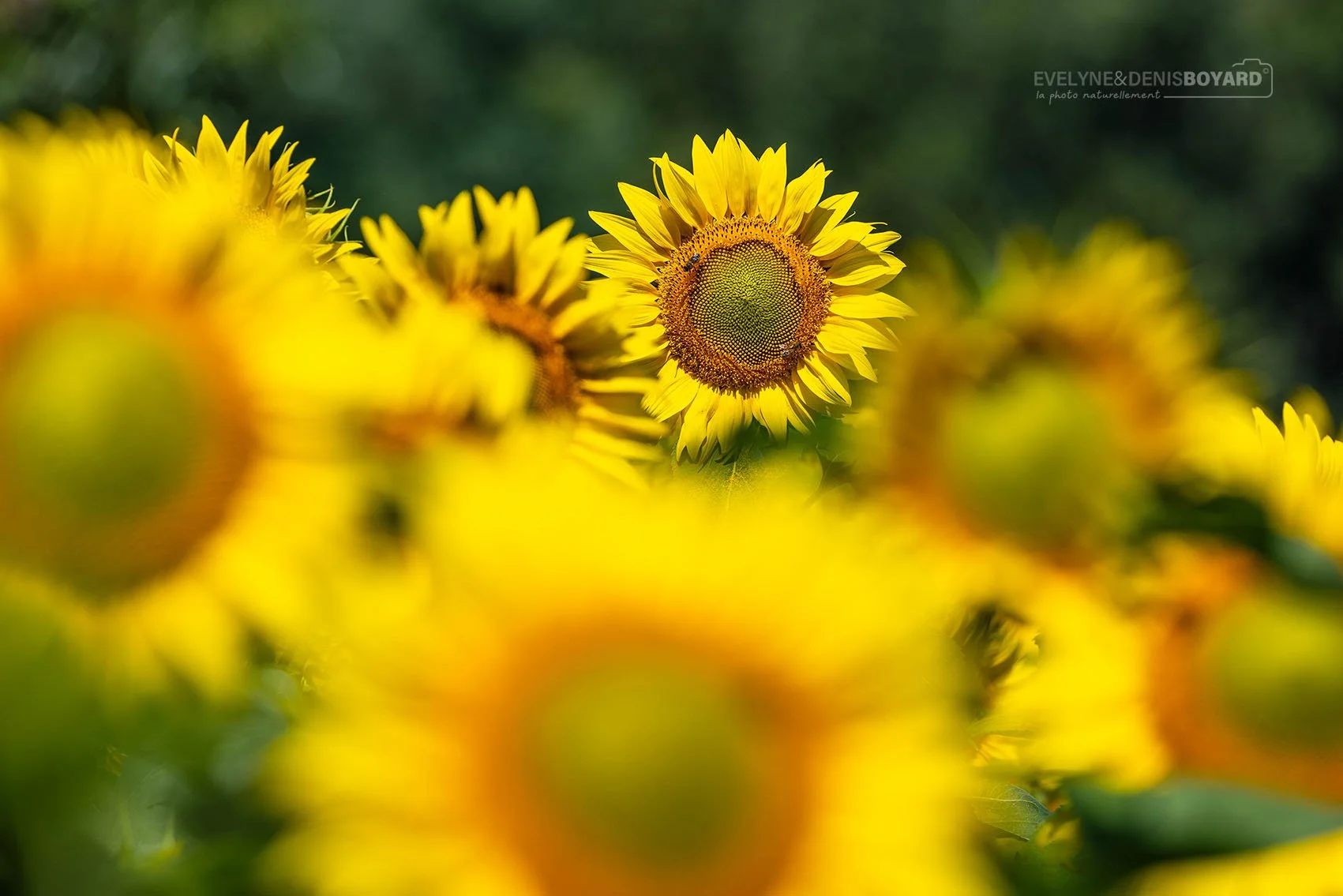 Tournesols.