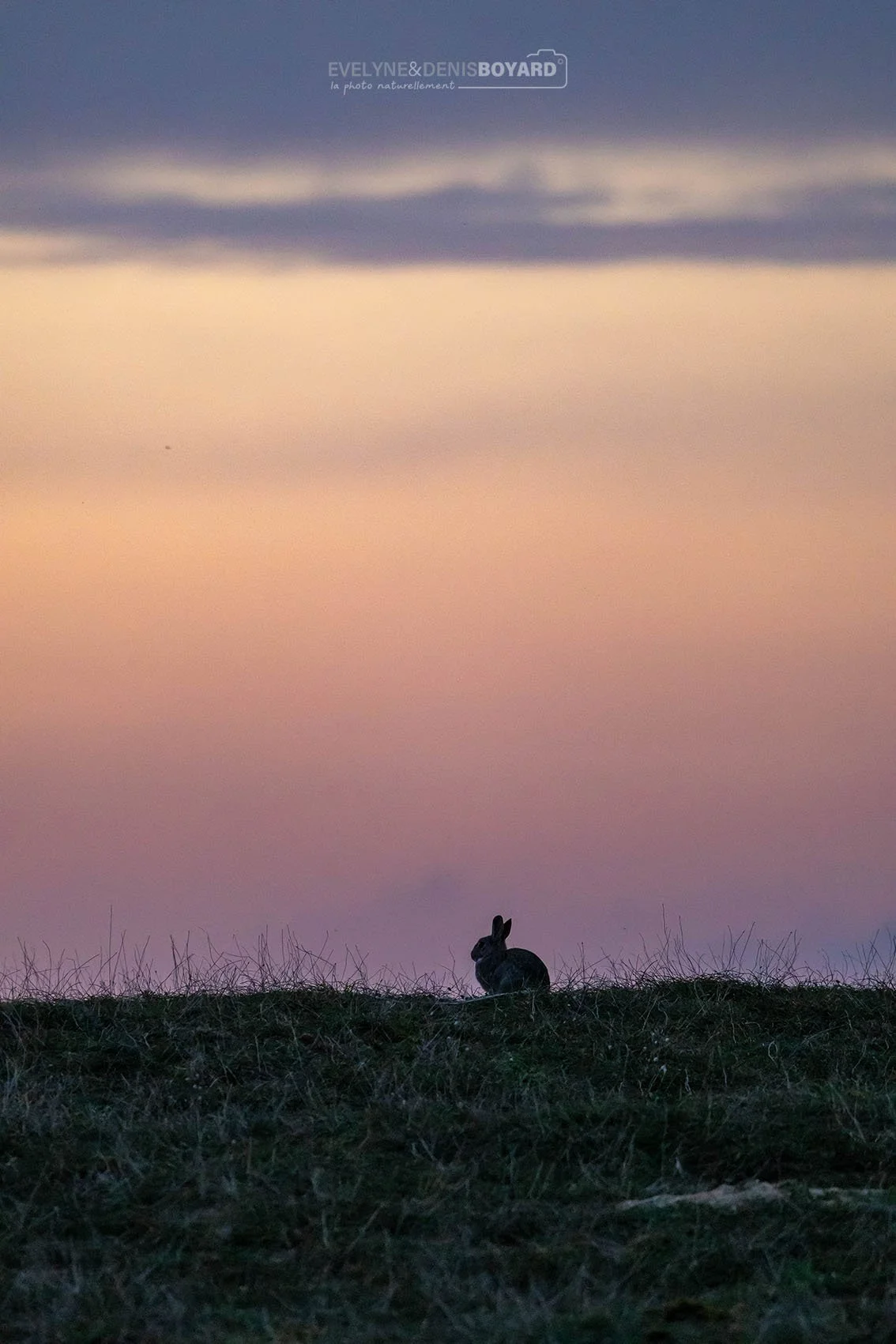 Lapin de garenne au crépuscule.