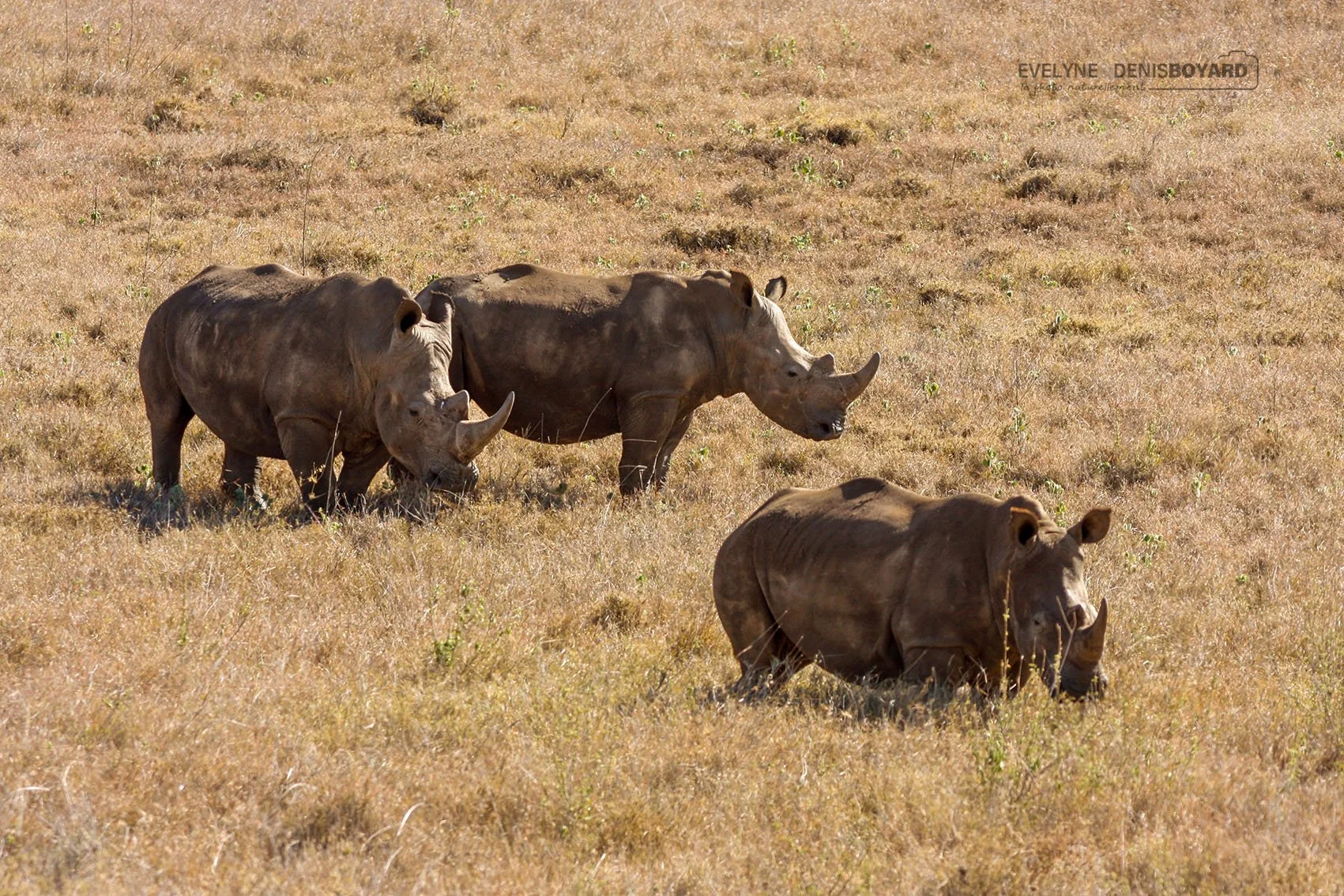 Trio de rhinocéros blancs.