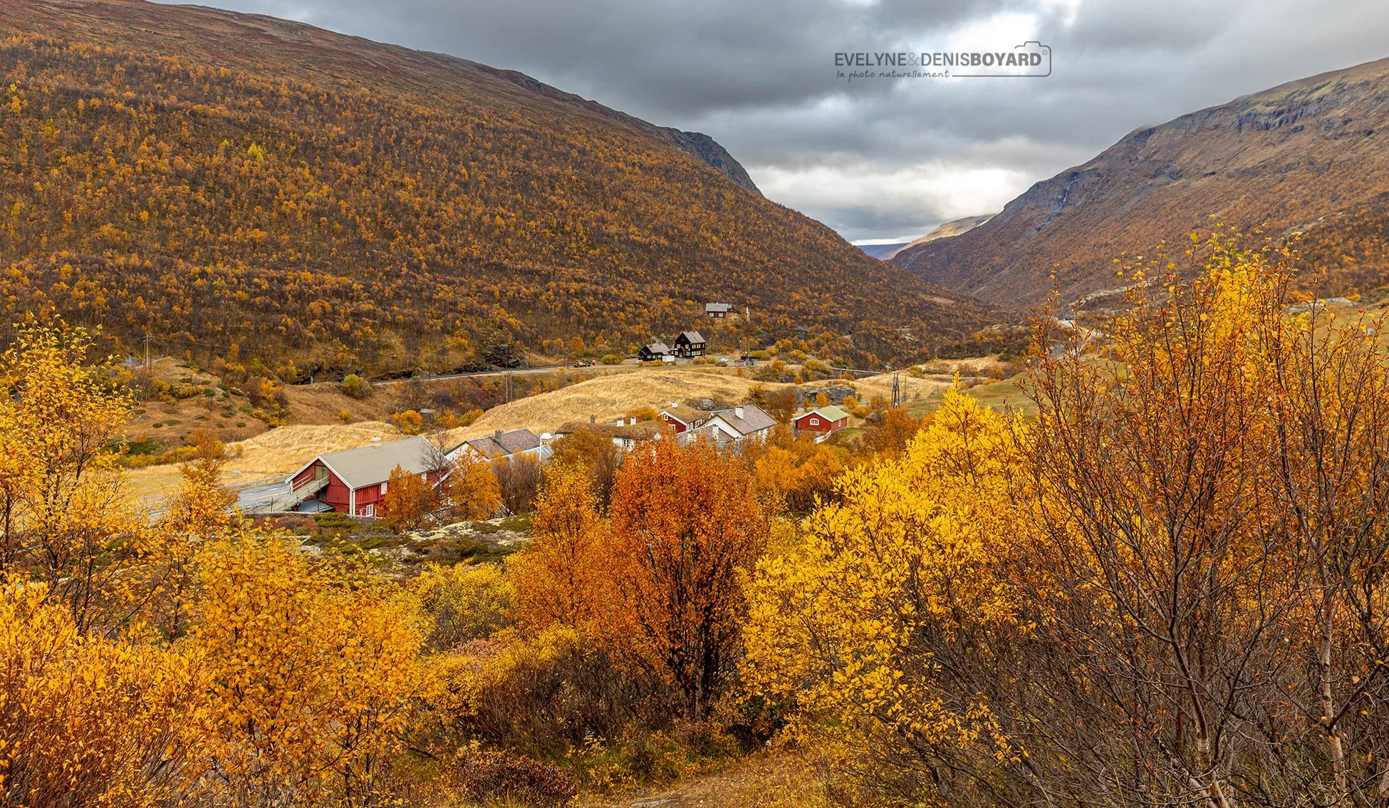 Automne dans le Parc national de Dovrefjell-Sunndalsfjella.