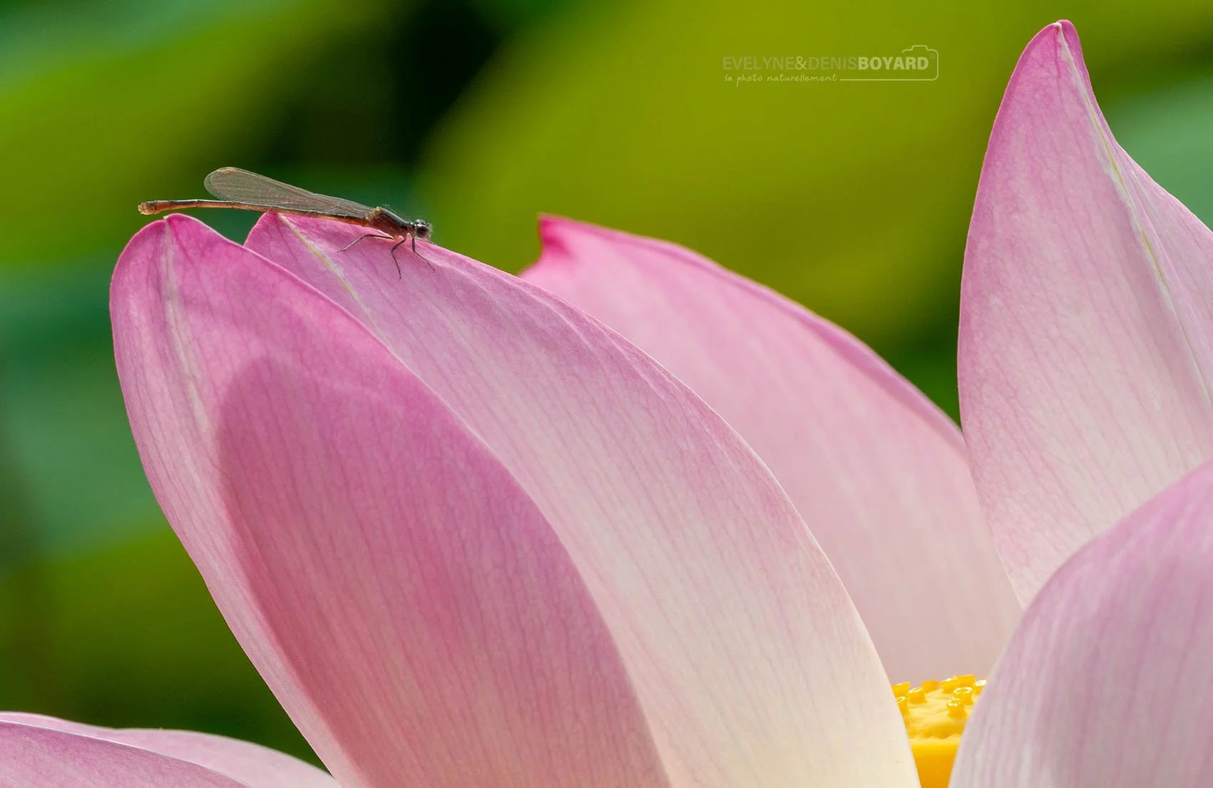 Agrion sur fleur de lotus.