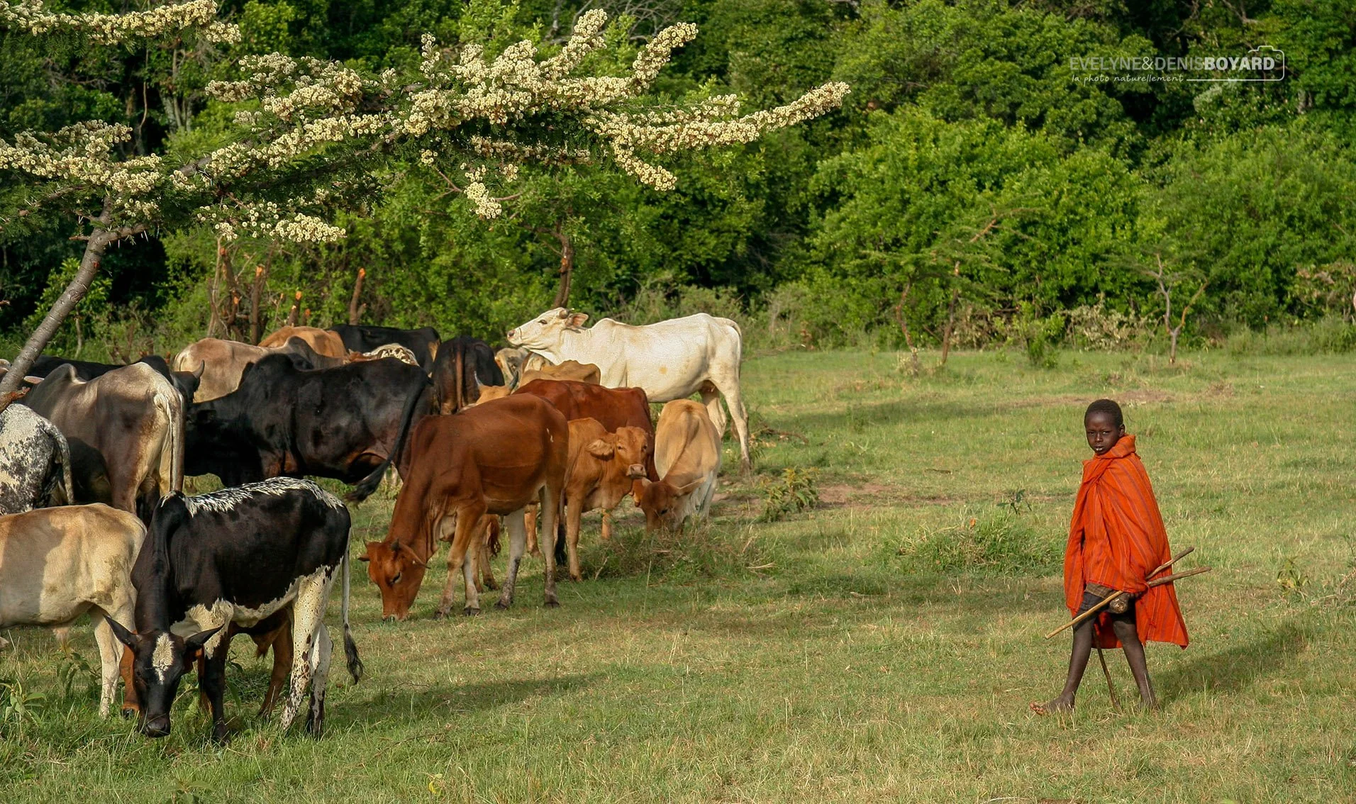 Enfant gardant le troupeau de vaches.
