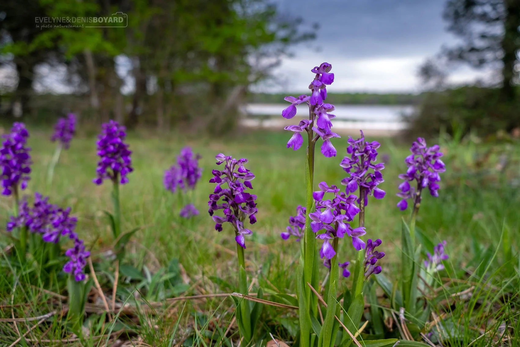 Massif d'orchis bouffon.