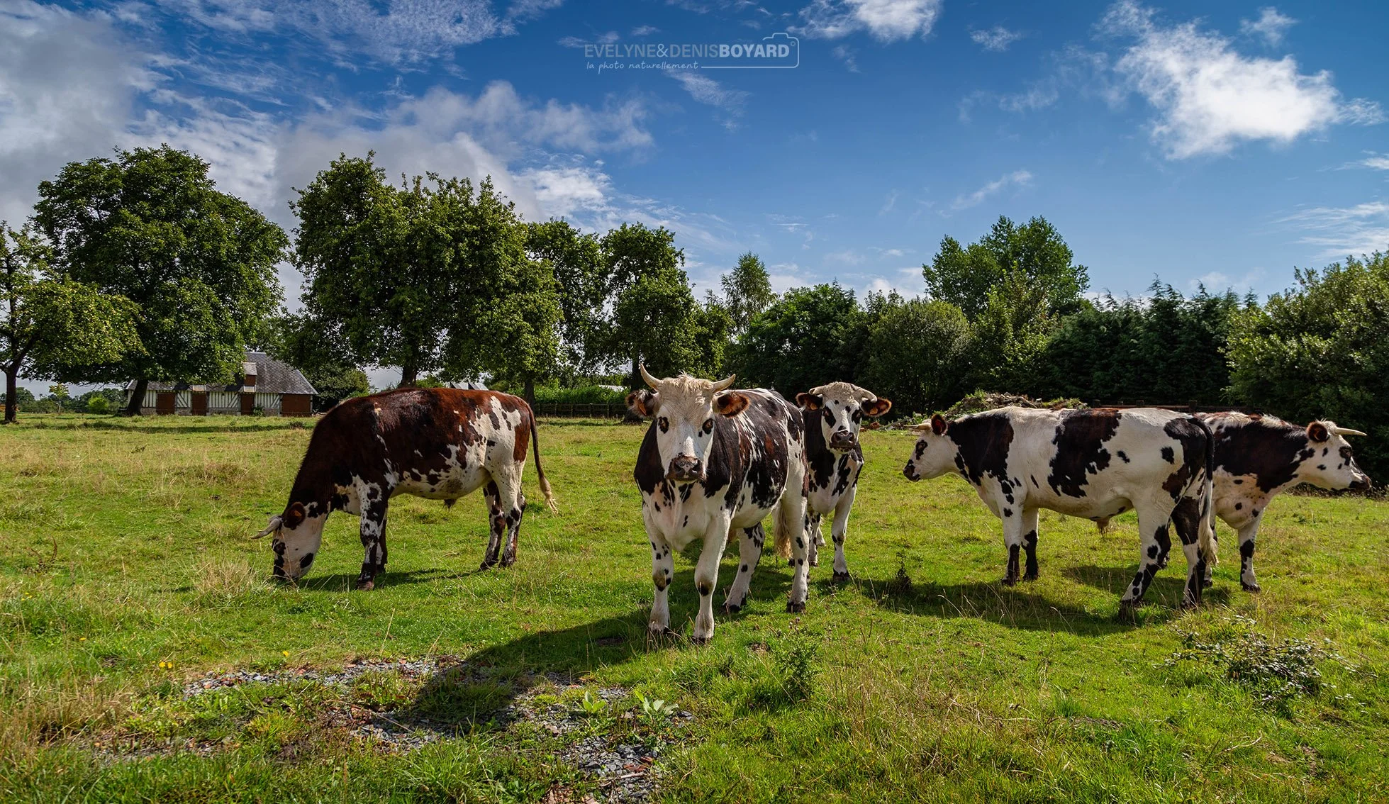 Vaches normandes dans le Pays d'Auge (Orne).