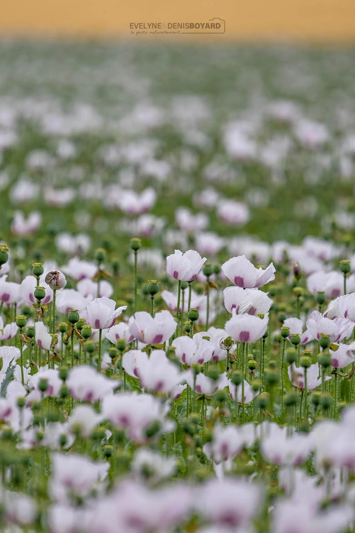 Champ de pavots blancs.