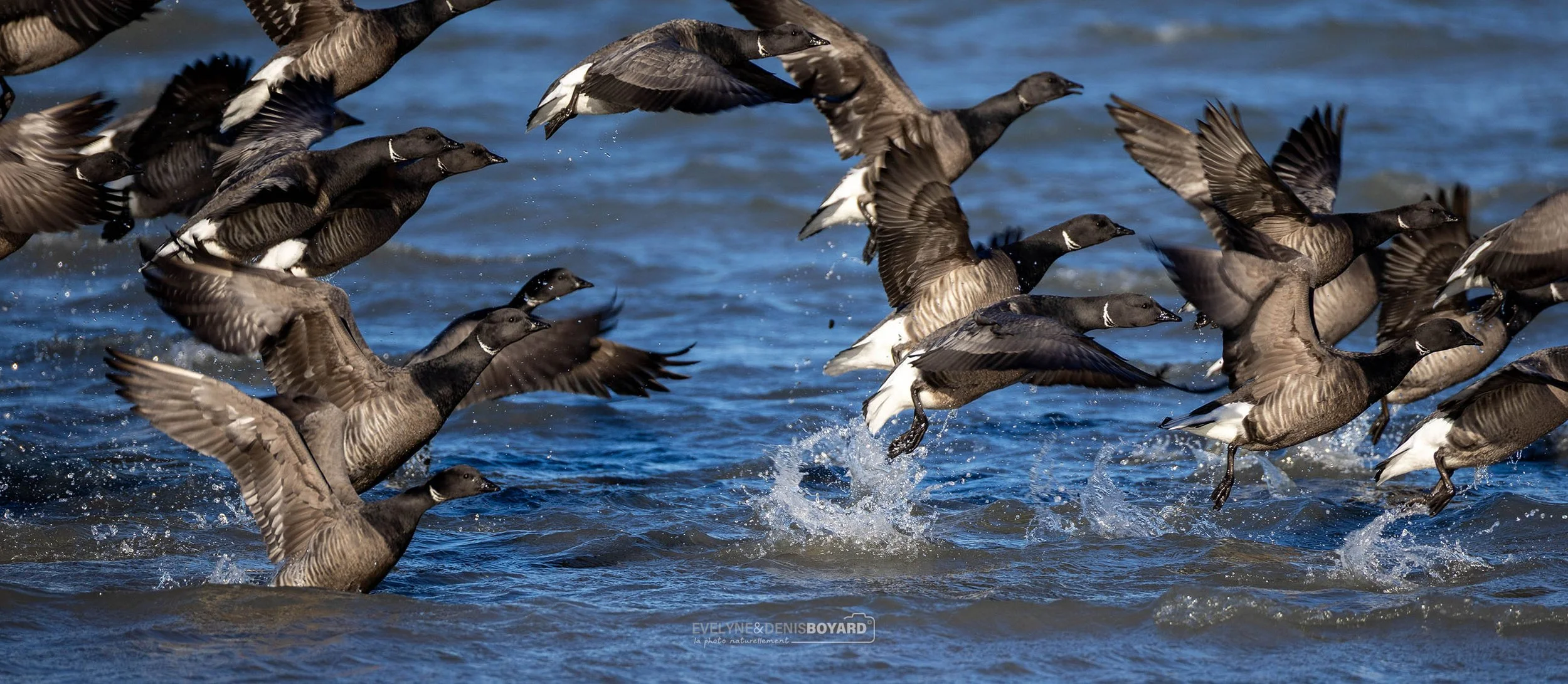 Dernières photos prises le 31 décembre : envol de bernaches cravants (île de Ré).