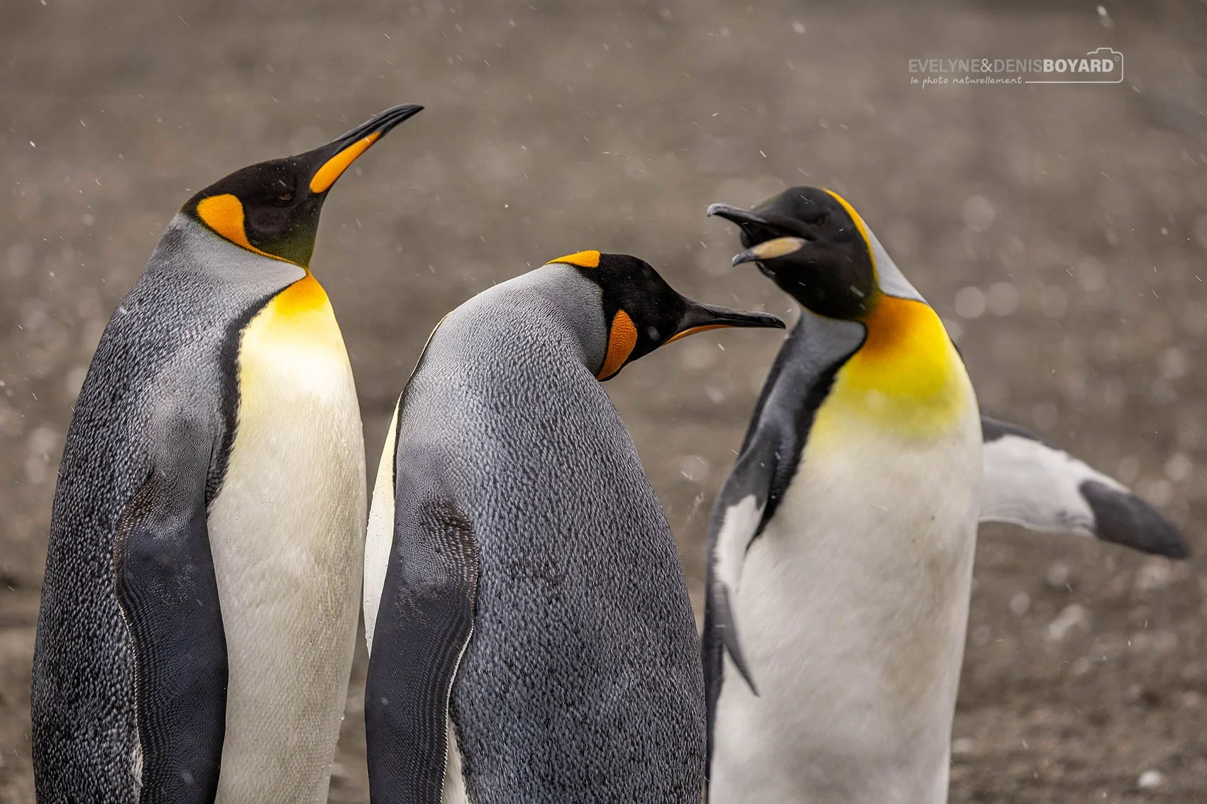 Discussion entre manchots royaux.