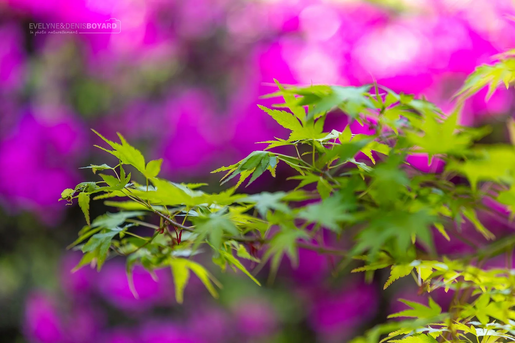 Feuilles d'érables du Japon.