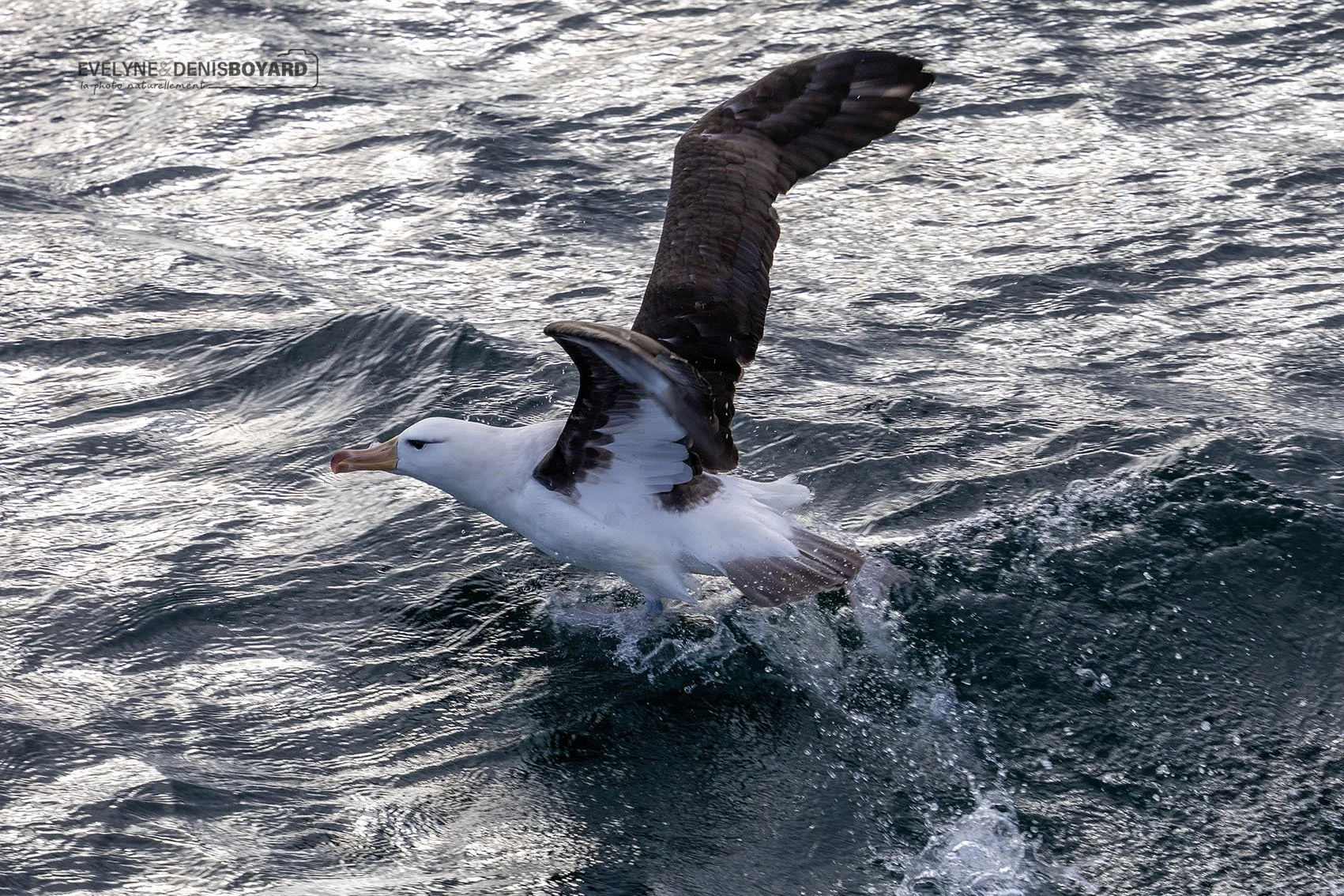 Décollage d'un albatros à sourcils noirs.
