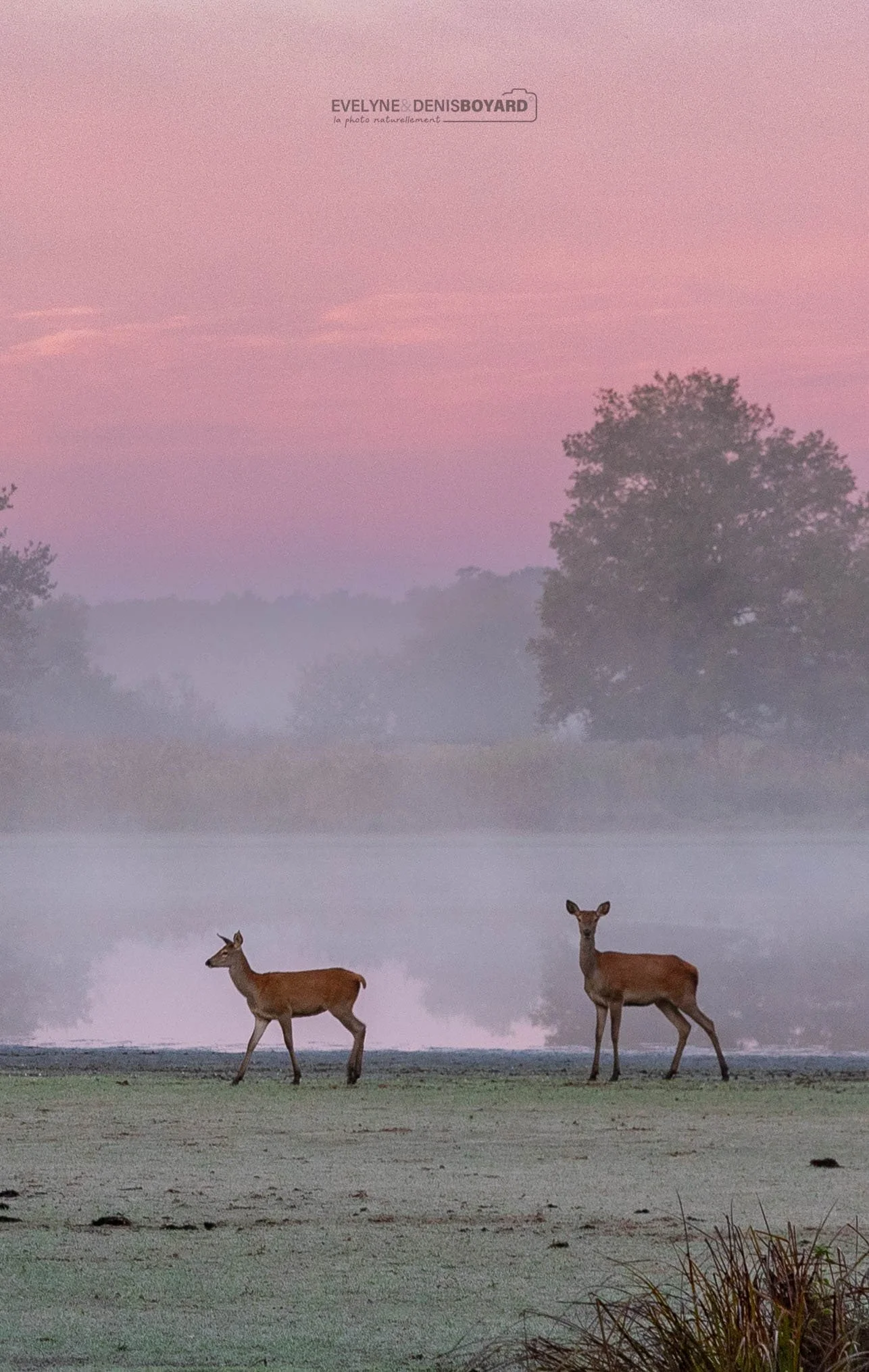 Biche et son jeune.