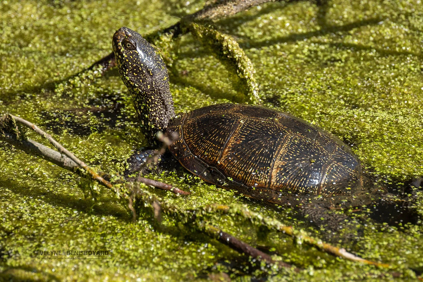 Tortue cistude.