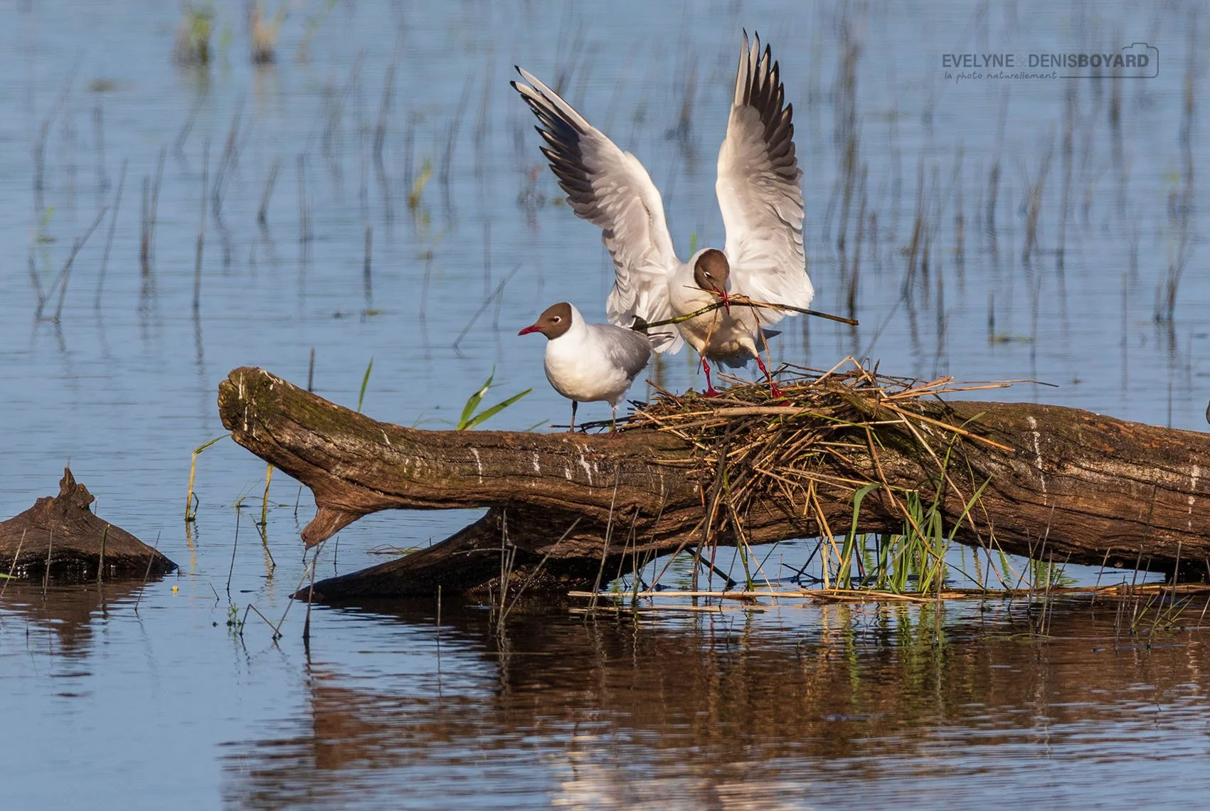 Nidification de mouettes rieuses.