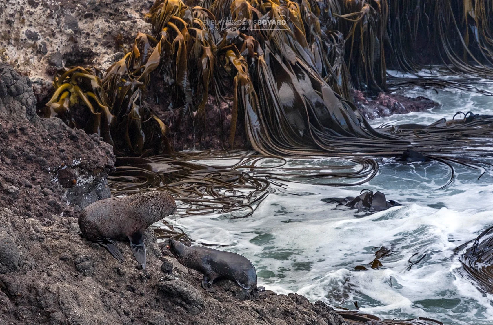 Otaries à fourrure près d'un champ de kelp (Nouvelle-Zélande).