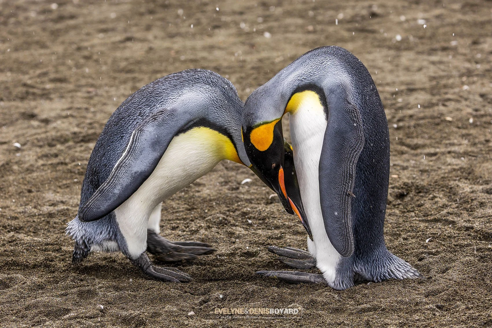 Couple de manchots royaux.