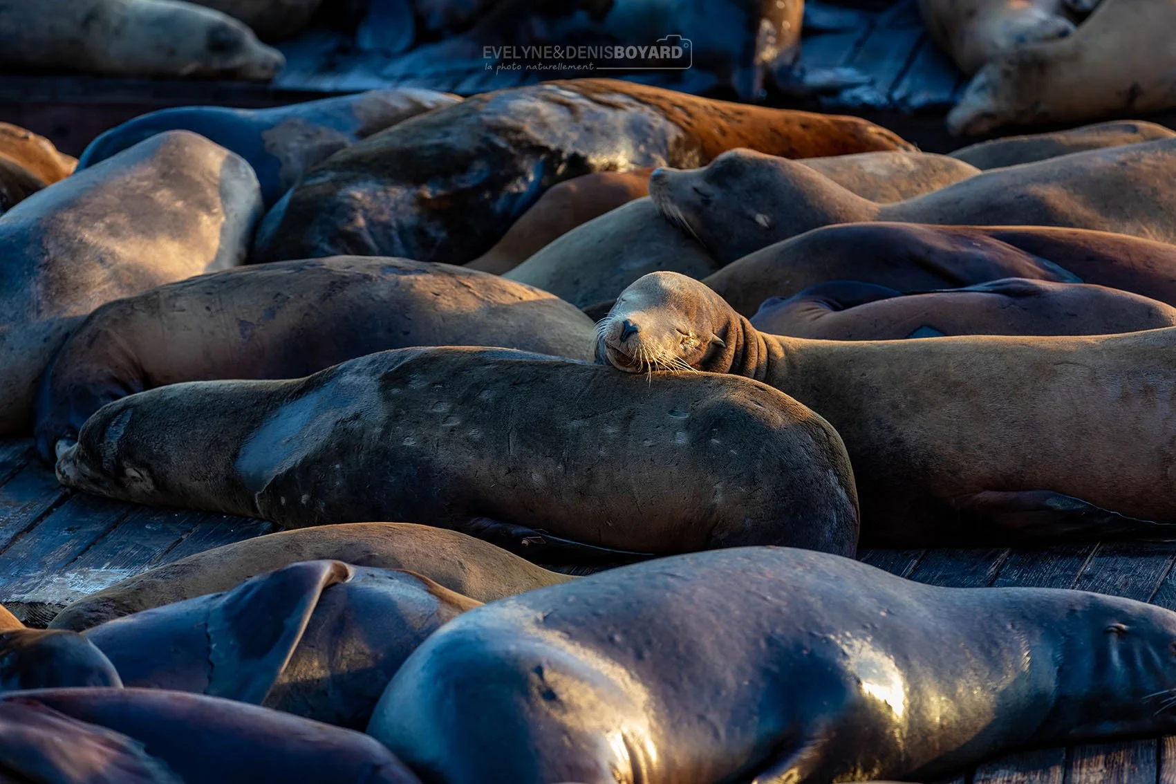 Sieste collective d'un groupe d'otaries californiennes.