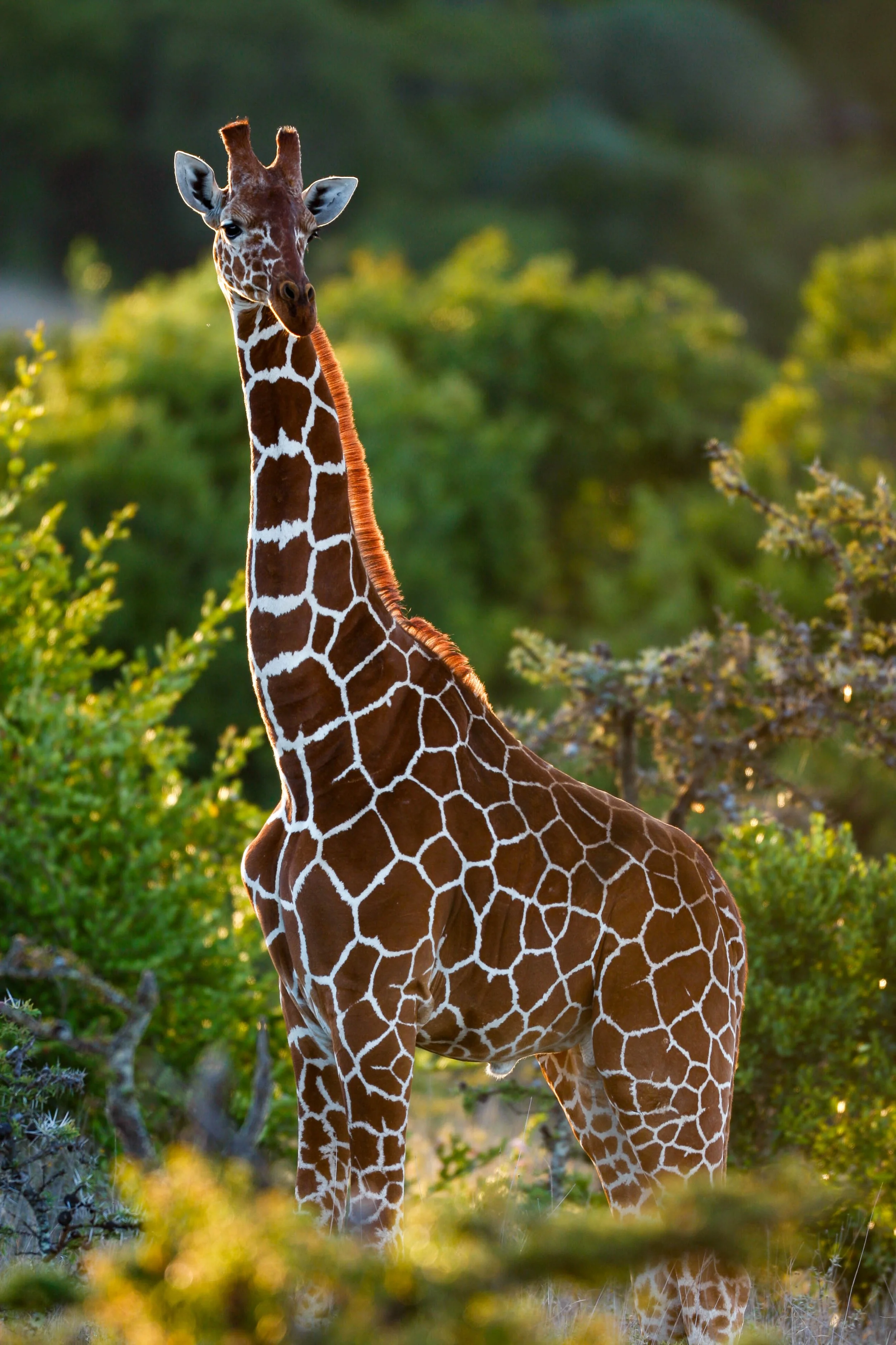 Girafe réticulée sous un beau contre-jour.