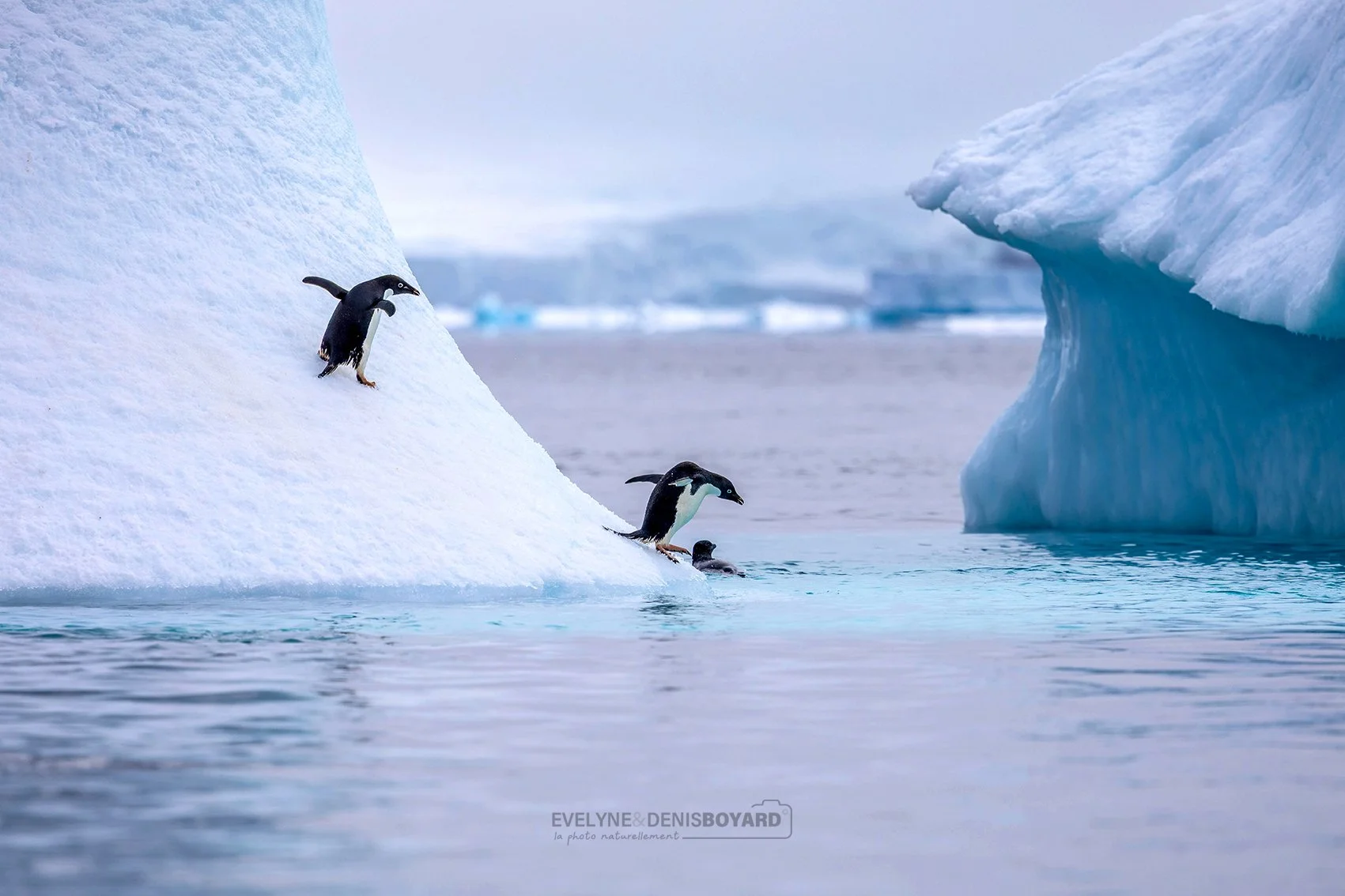 Manchots Adélie "jouant au toboggan" d'un iceberg, île Paulet, mer de Weddell.