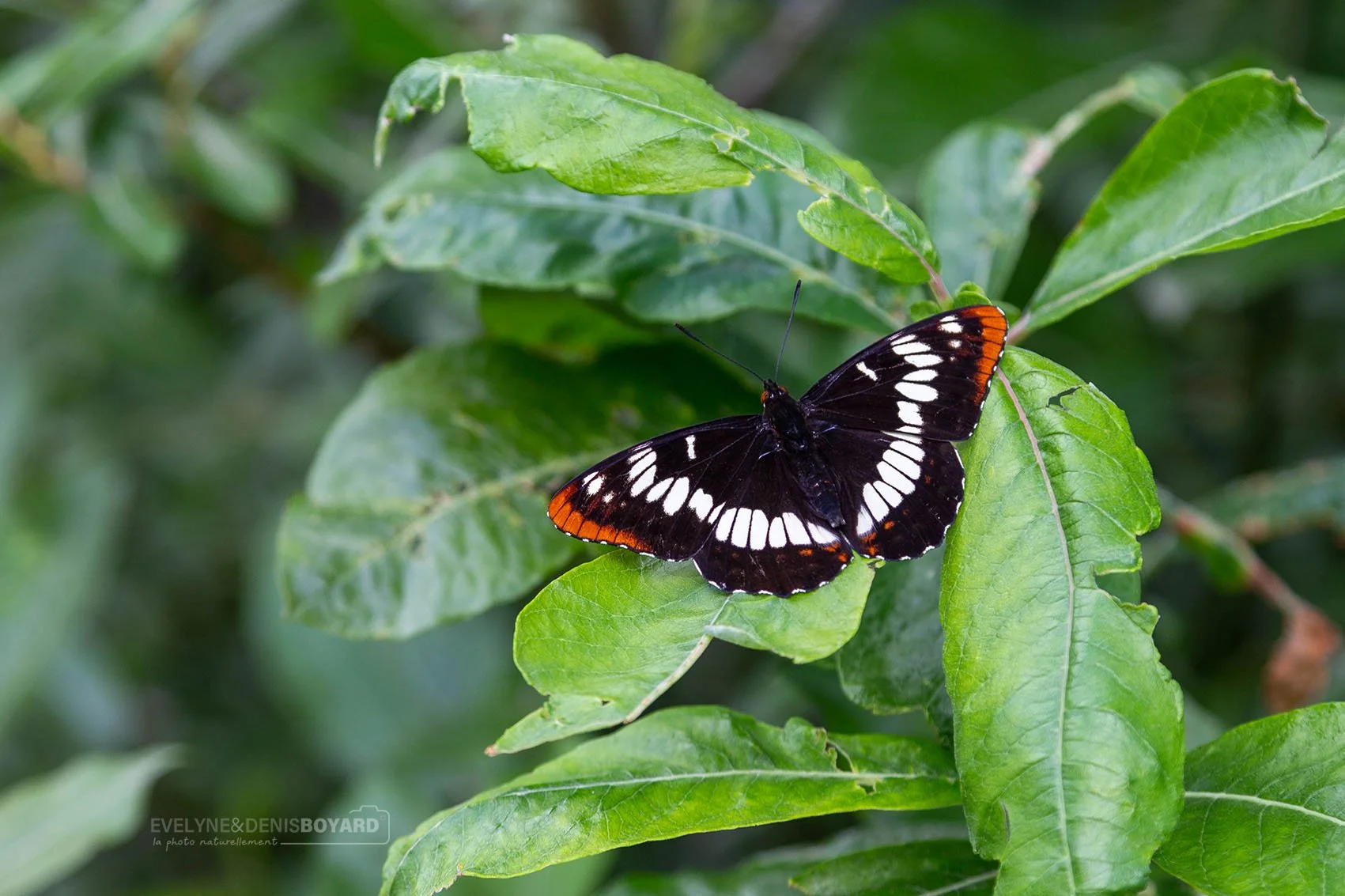 Papillon Limenitis lorquini, photographié au Canada.