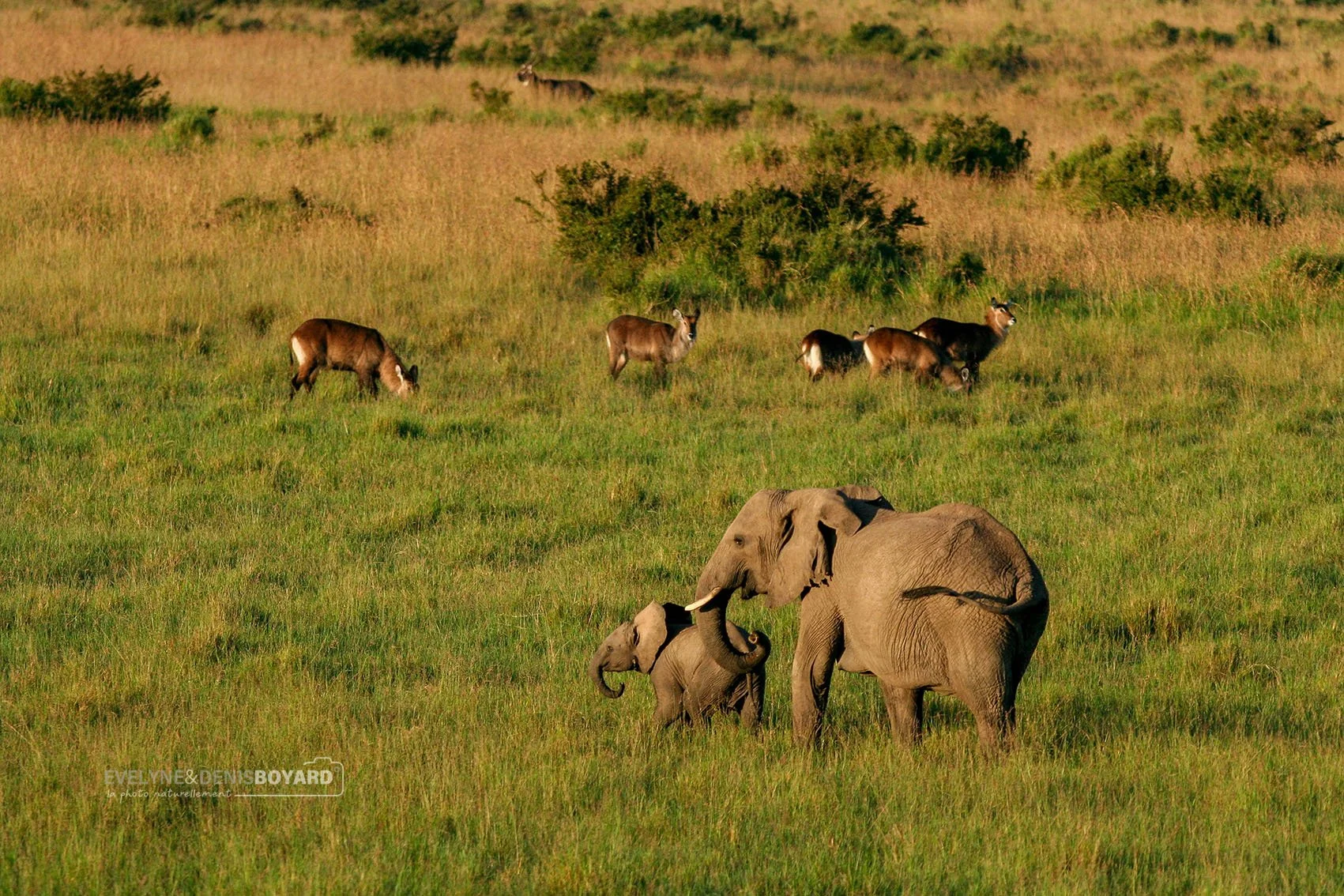 Éléphant et son jeune avec des cobes en arrière-plan.