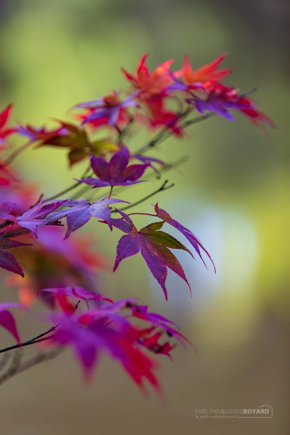 Feuilles d'érables du Japon.