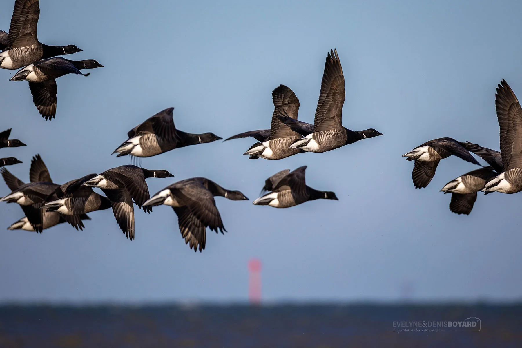 Vol de bernaches cravants sur l'île de Ré.