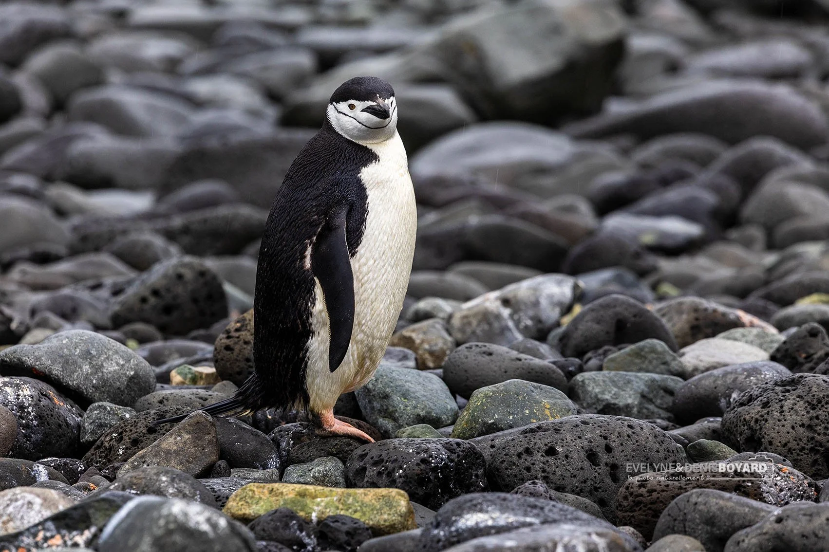 Manchot à jugulaire sur Penguin Island.