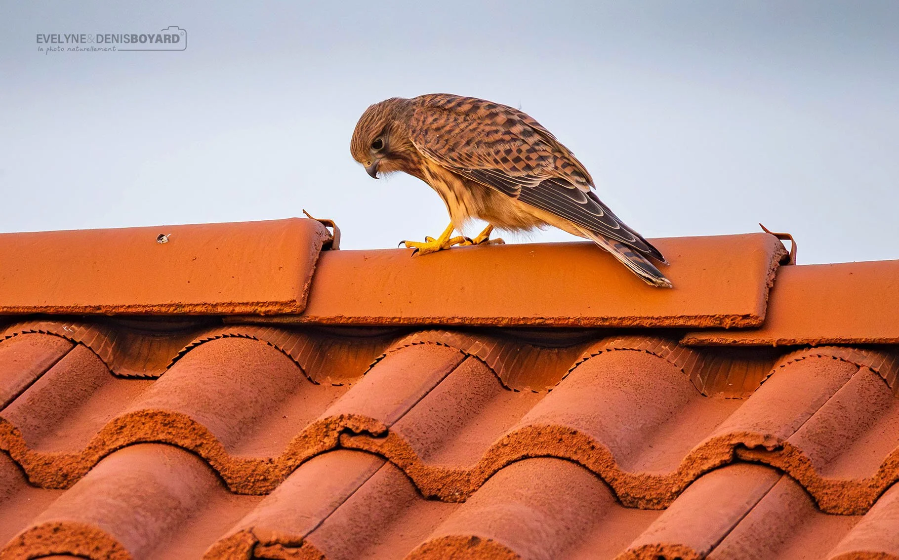 Faucon crécerelle sur le toit d'une maison.