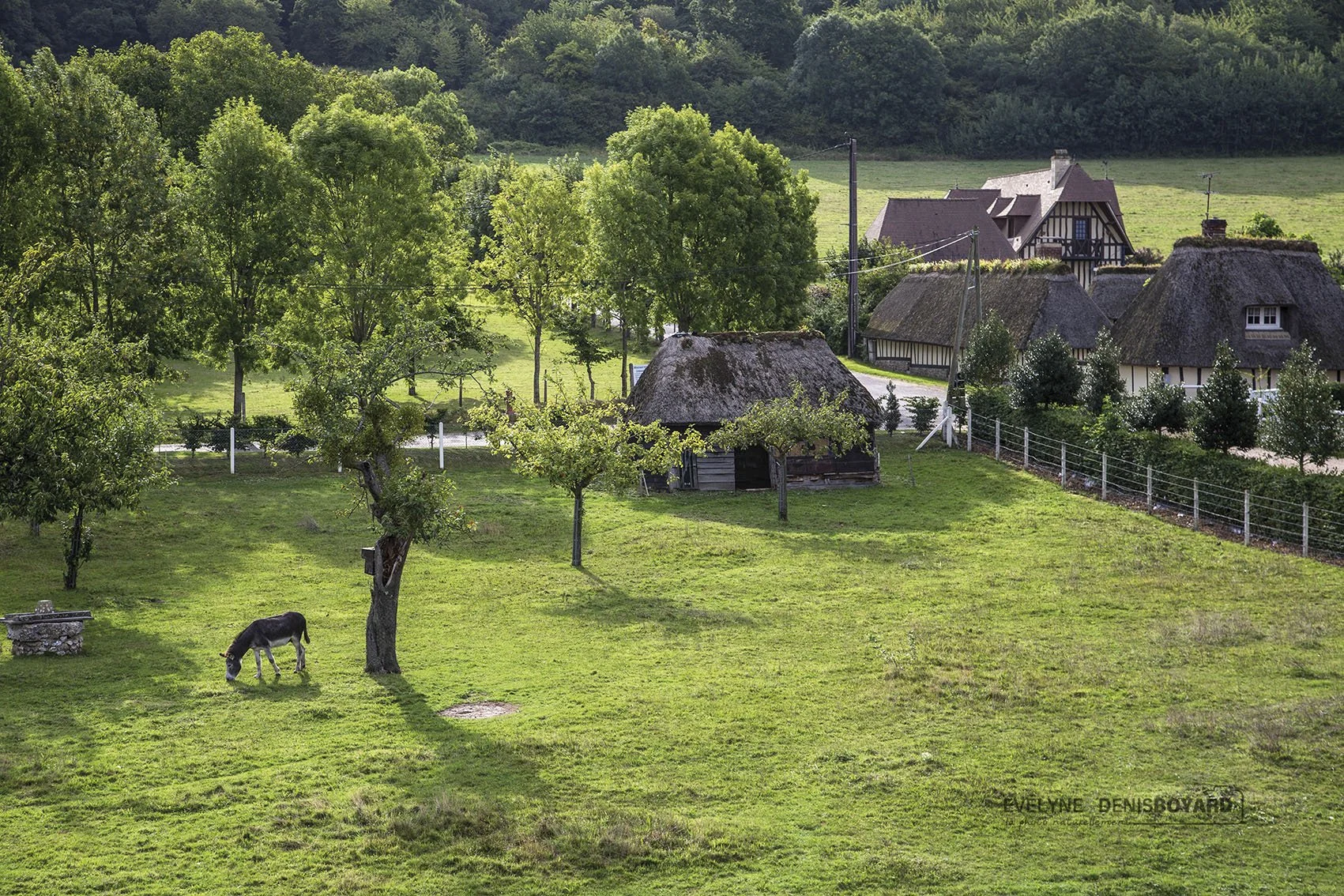 Bocage normand dans le marais Vernier (Eure).