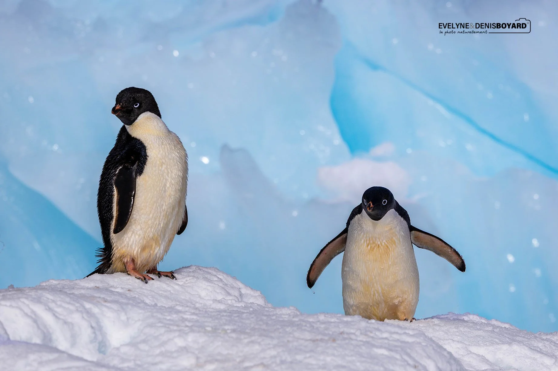 Deux manchots Adélie se reposant sur un iceberg après la pêche.