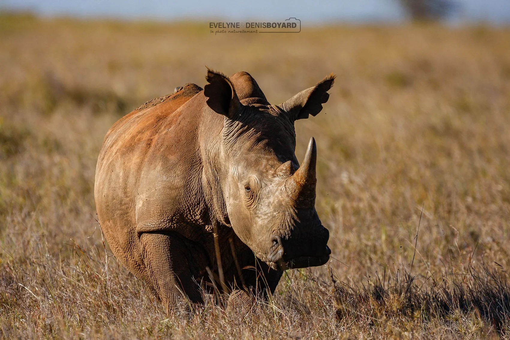 Rhinocéros blanc.