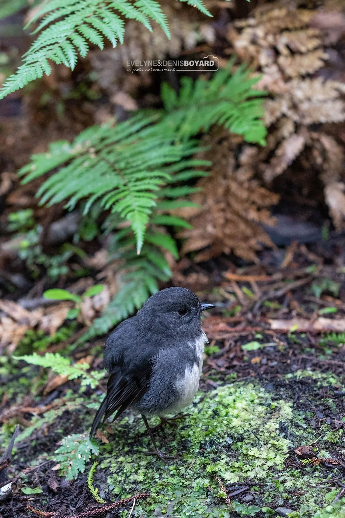 Le Miro mésange.
