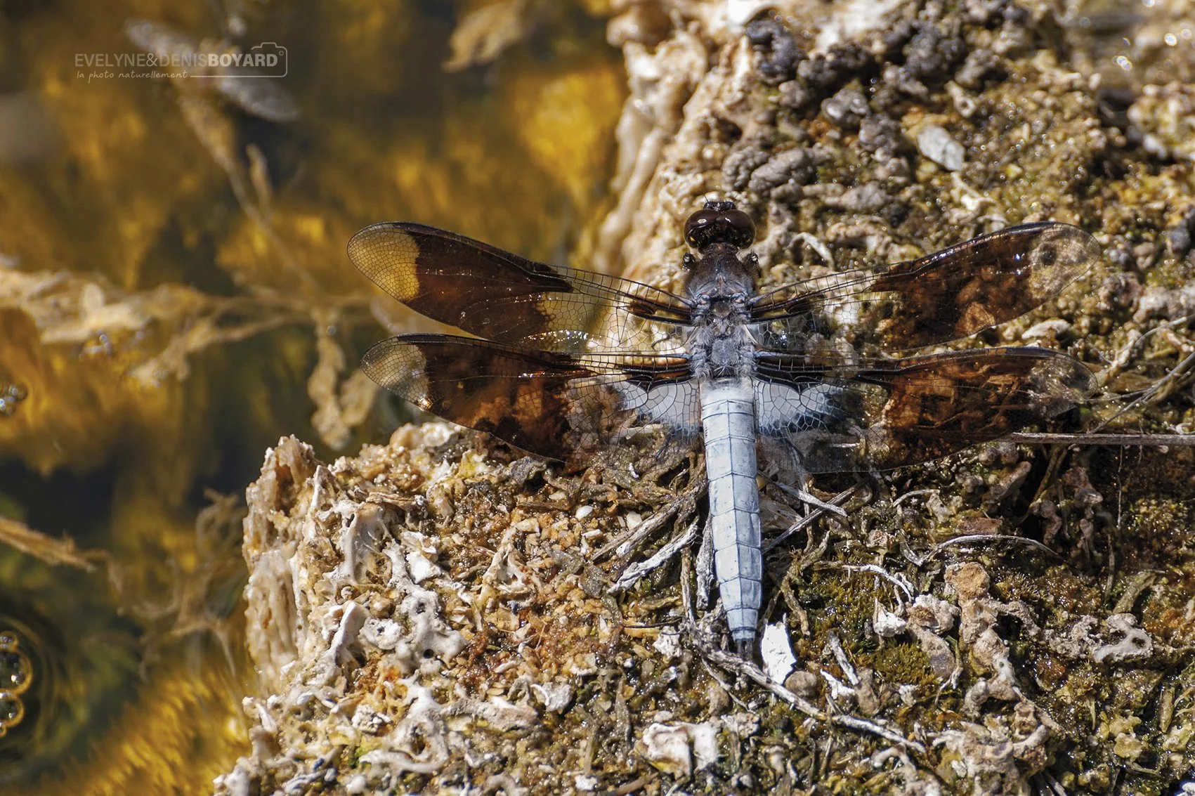 Libellule lydienne, photographiée au parc du Yellowstone (États-Unis)