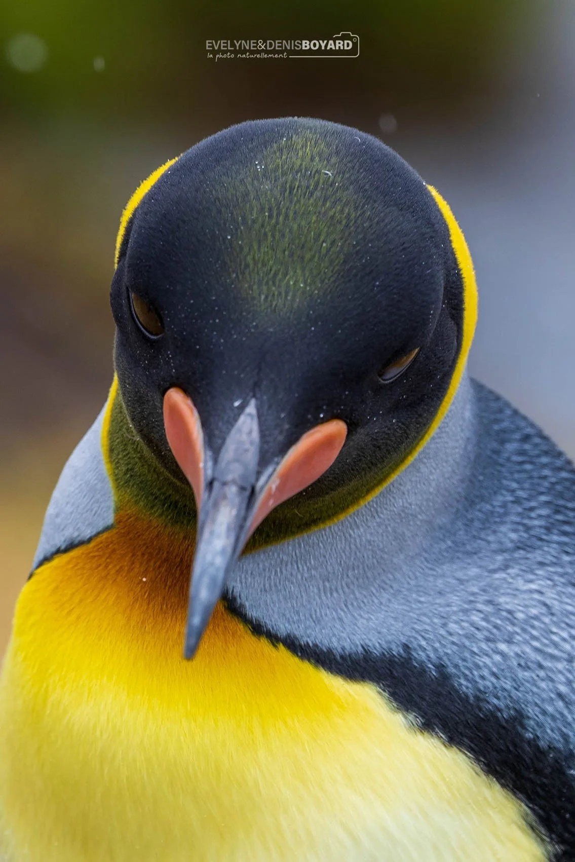 Portrait d'un manchot royal.