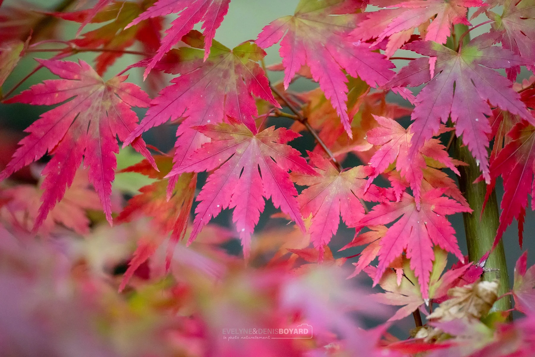 Feuilles d'érable japonais à l'automne.