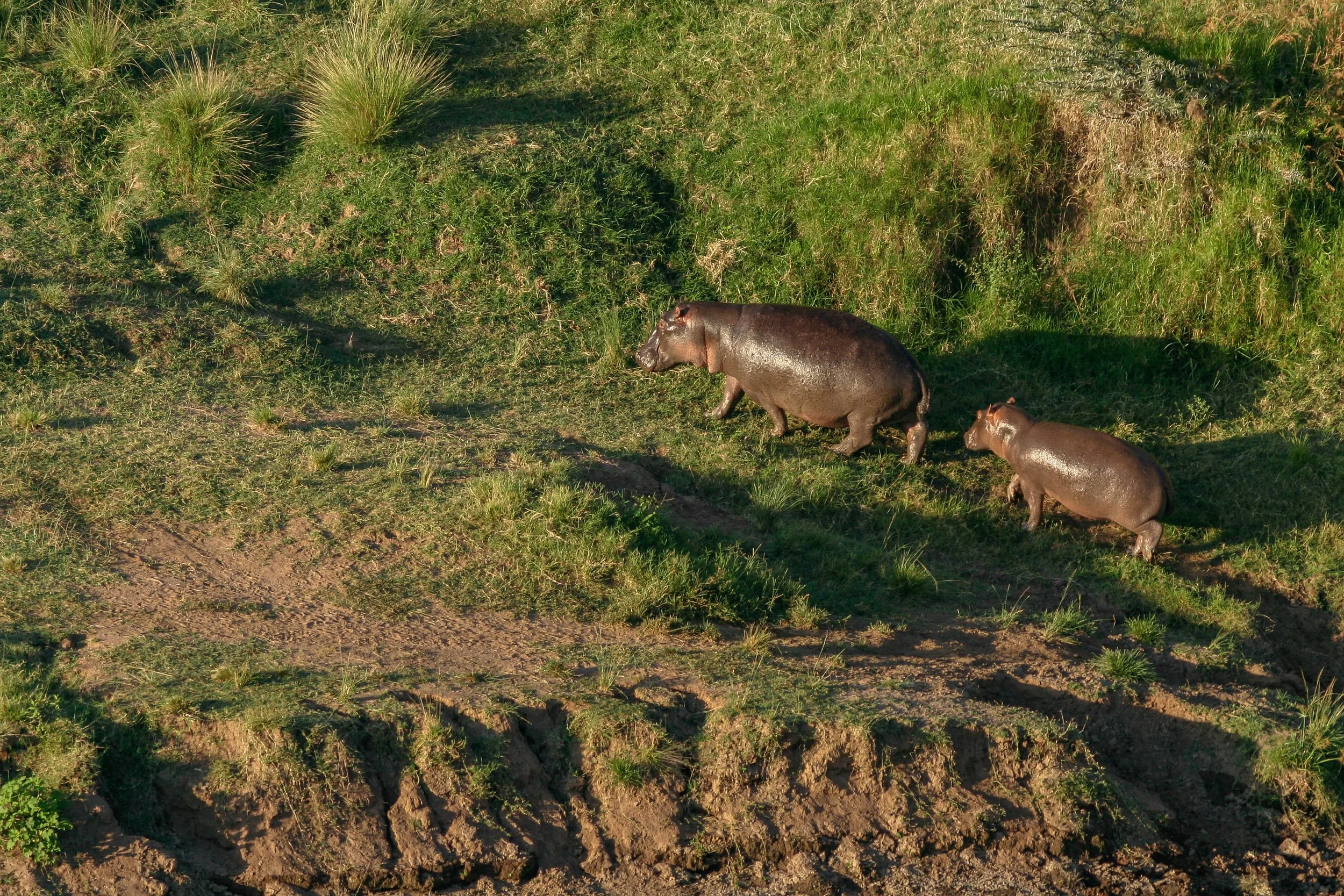 Hippopotame et son jeune, pris depuis une montgolfière.