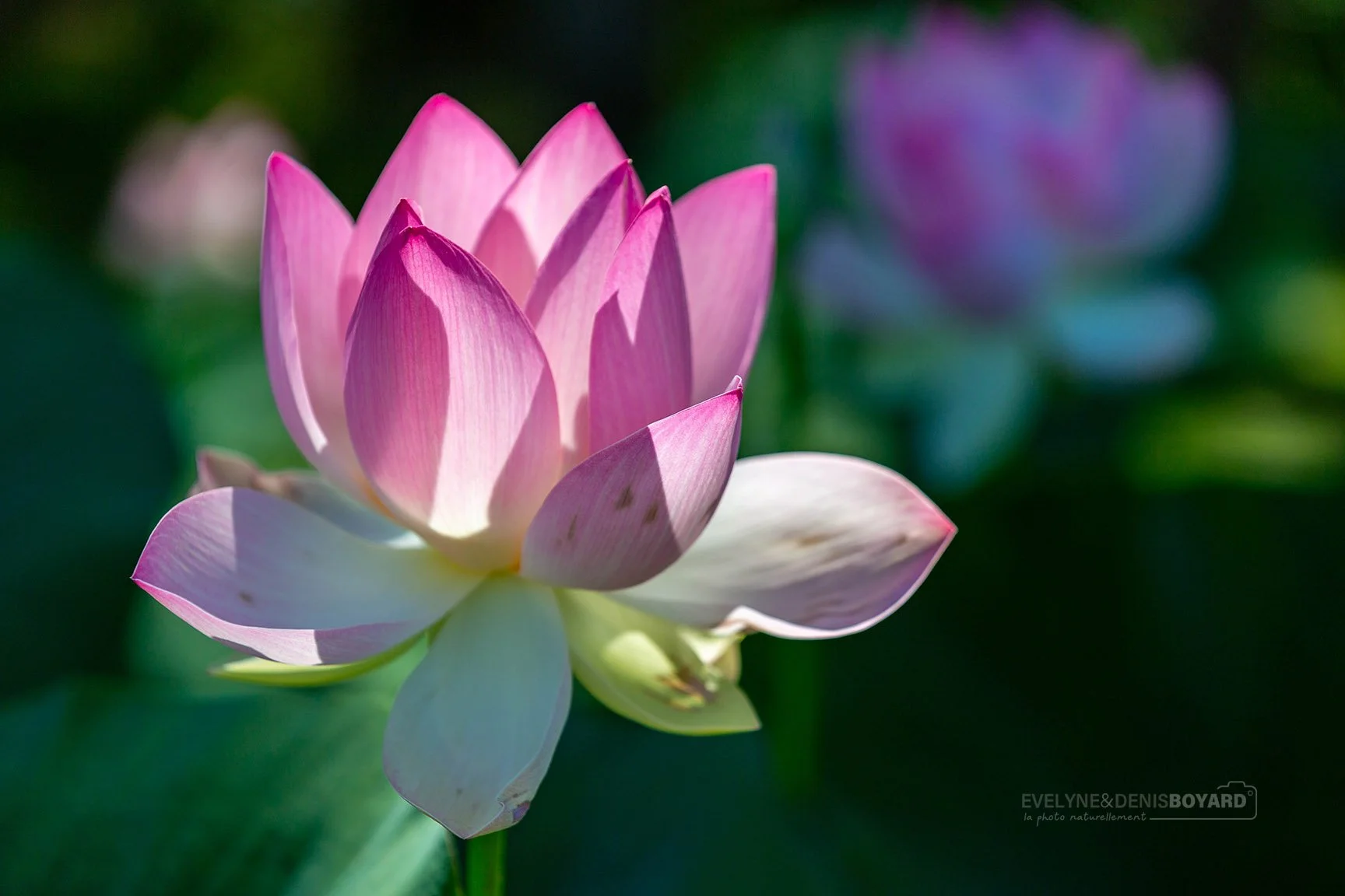 Fleurs de lotus sacré.