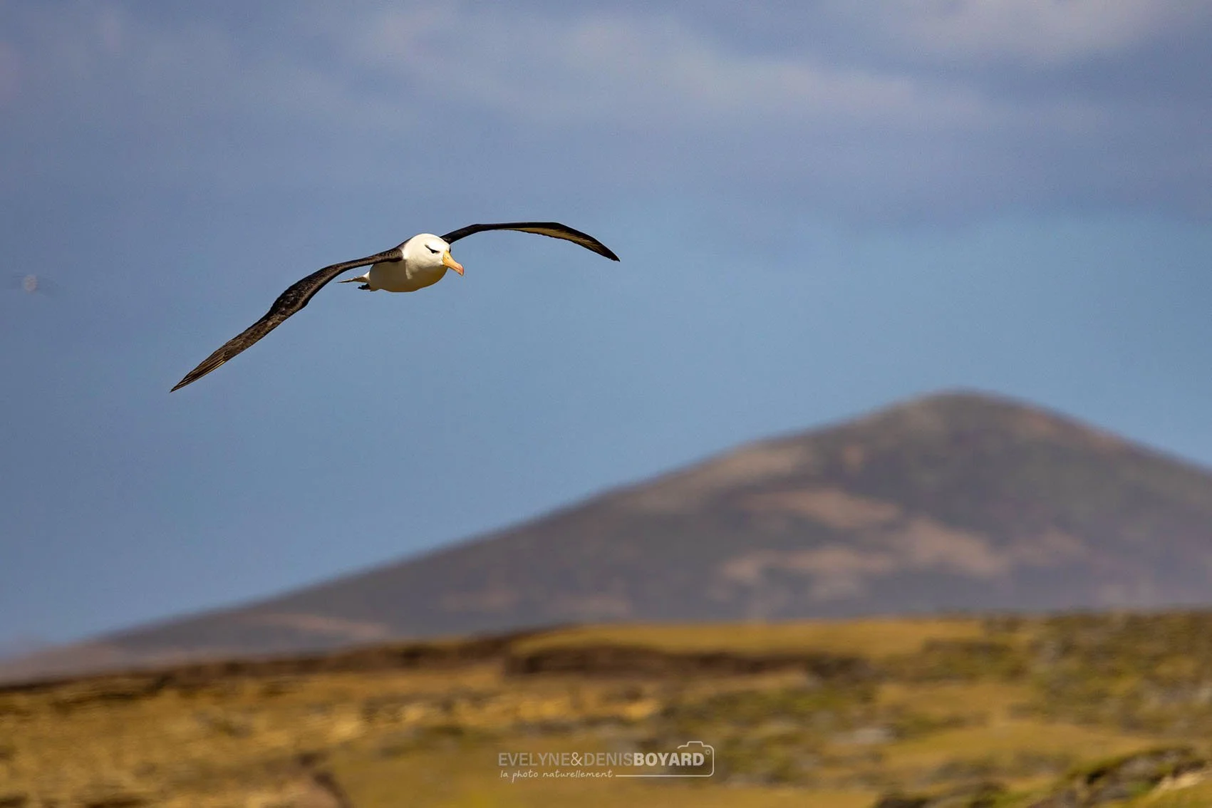 Vol majestueux d'un albatros à sourcils noirs. Il profite du vent fréquent sur l'archipel pour se déplacer sans effort