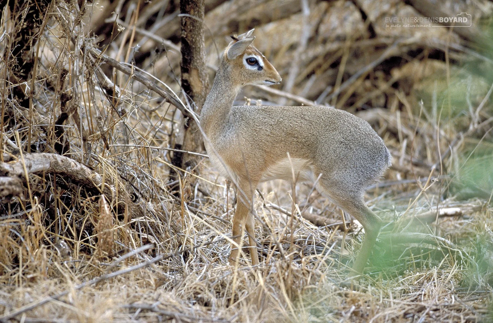 Le Dik-dik, la plus petite antilope.