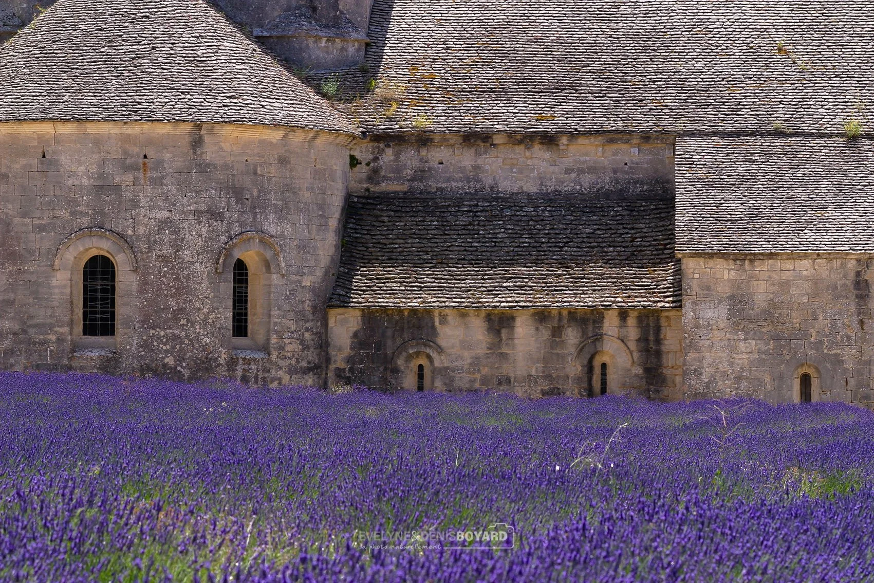 Champ de lavande devant l'abbaye de Sénanque (Vaucluse).