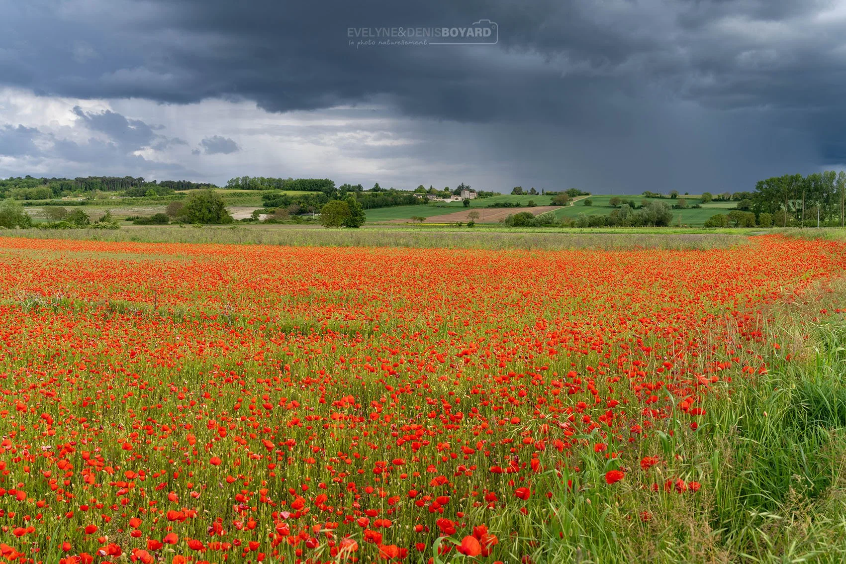 Champ de coquelicots sous un orage (Vienne).