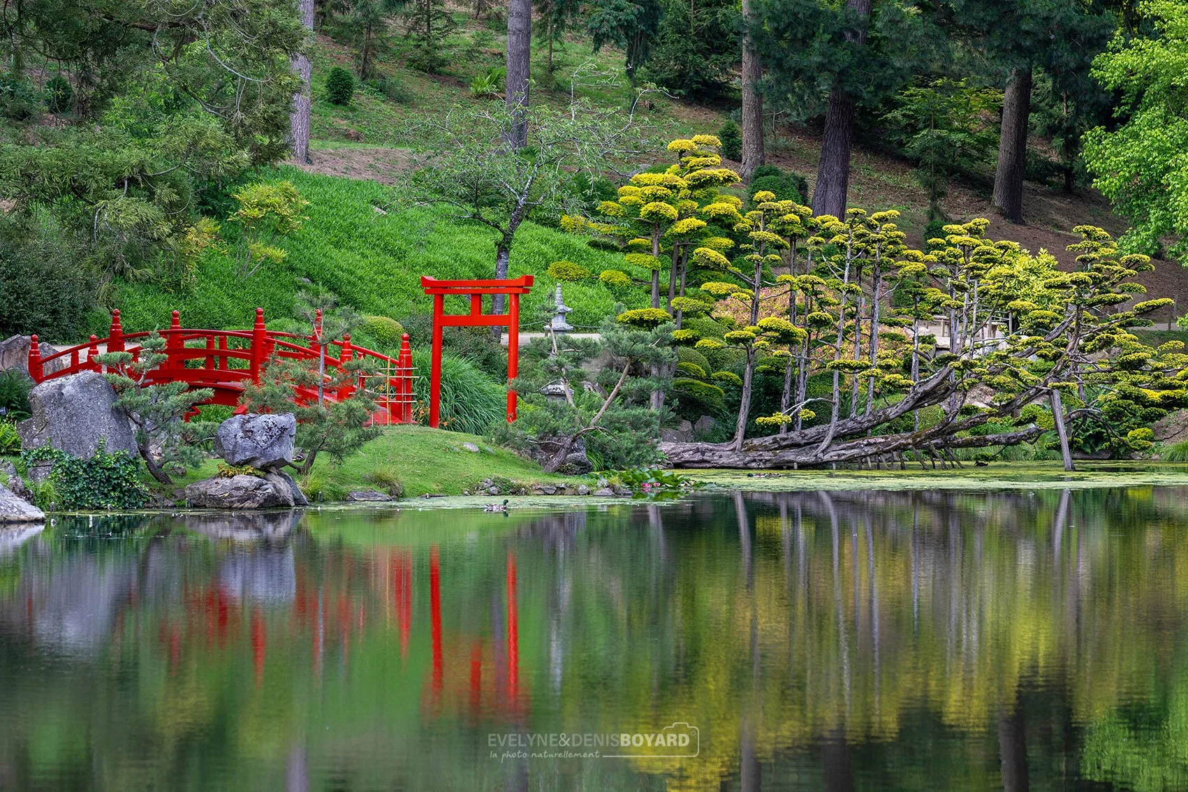 Parc oriental de Maulévrier, Maine et Loire.