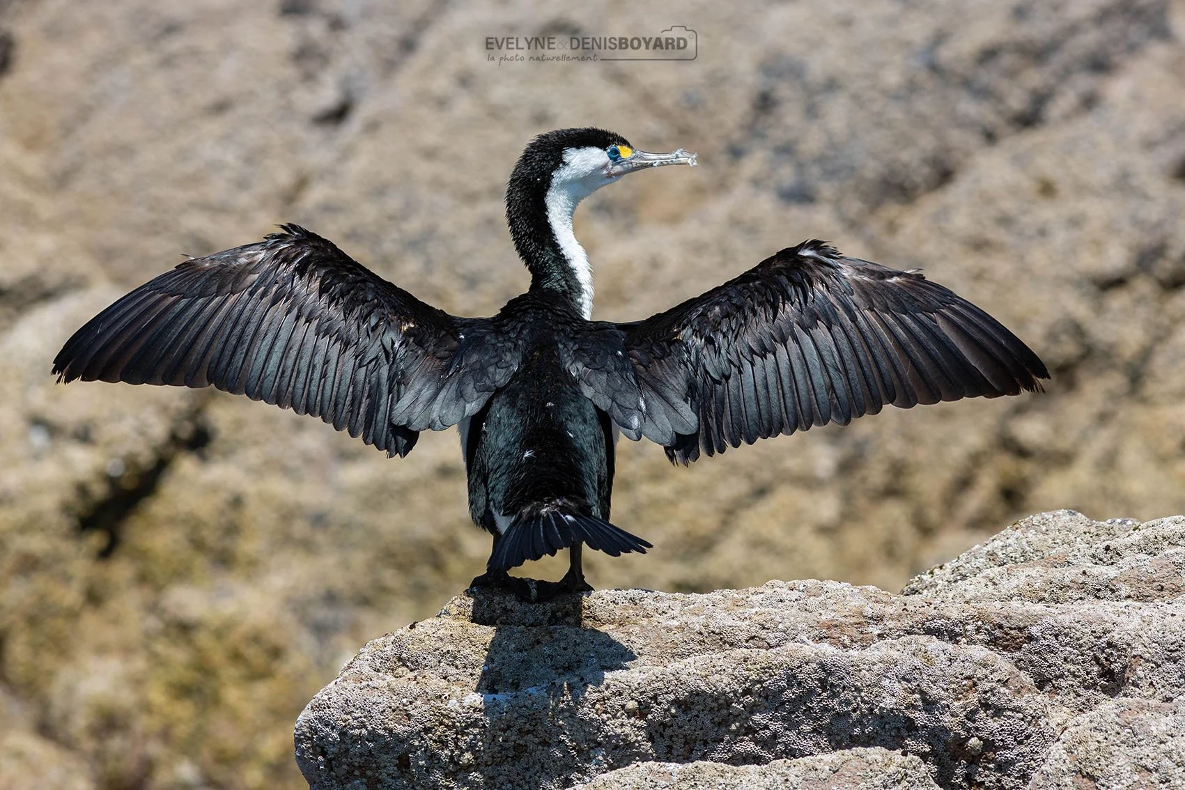 Cormoran varié se séchant les ailes.