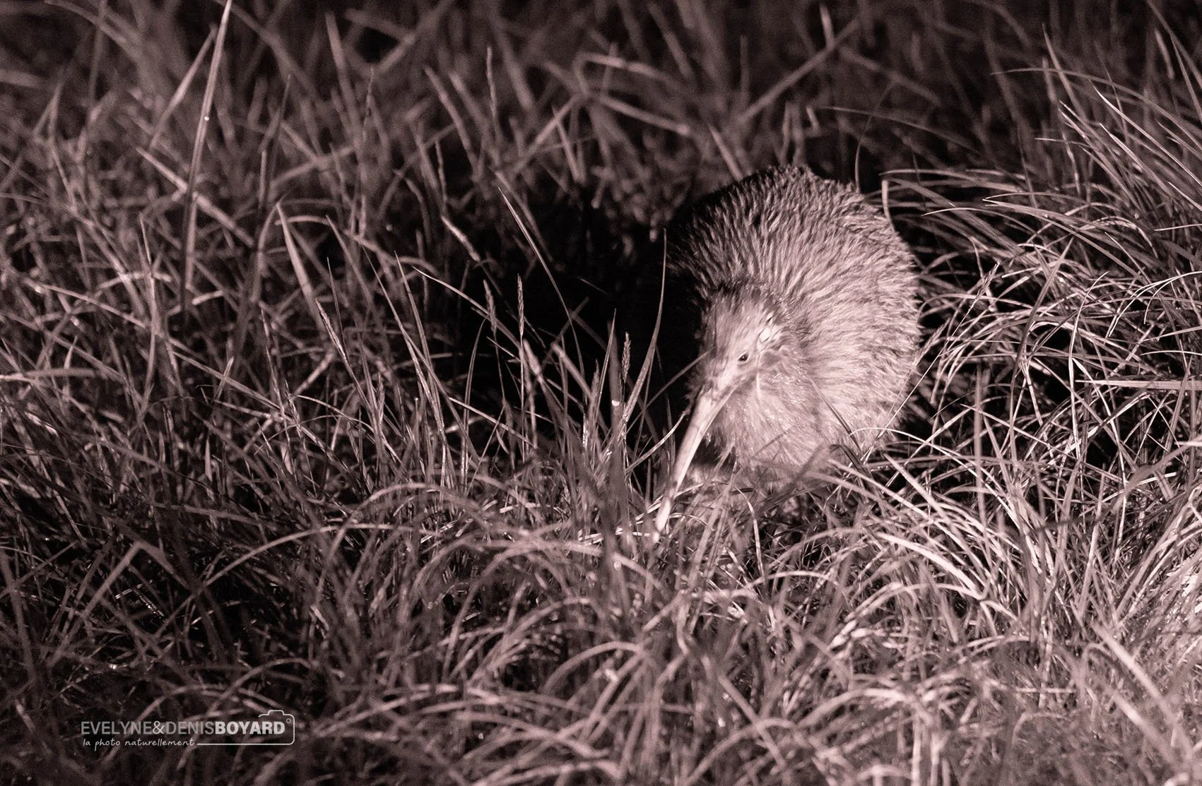 Kiwi austral, la nuit. Pour ne pas effrayer l'oiseau, nous l'éclairons à l'aide d'une lampe à lumière rouge car elle diffuse un éclairage très faible ou invisible par l'animal. D'où cette image traitée en noir & blanc légèrement teintée.