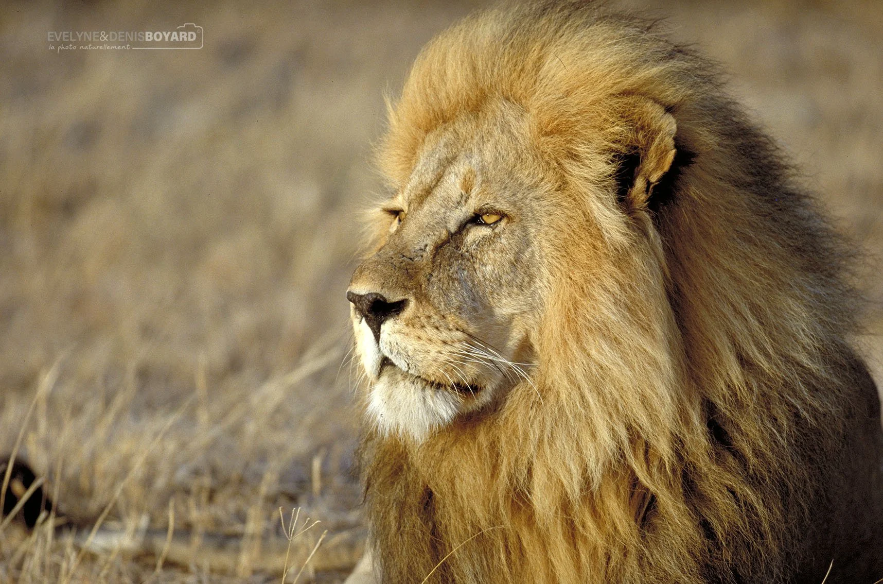 Le regard fier du lion.