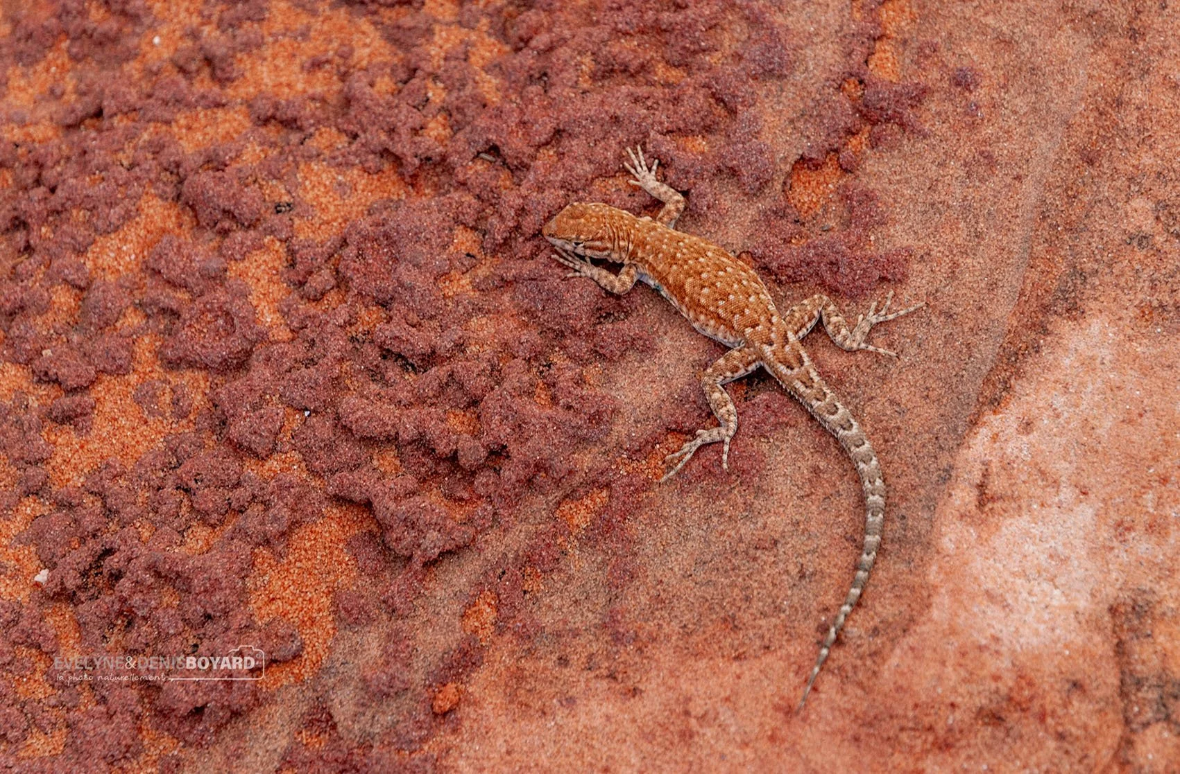 Mimétisme du lézard épineux (Arizona).