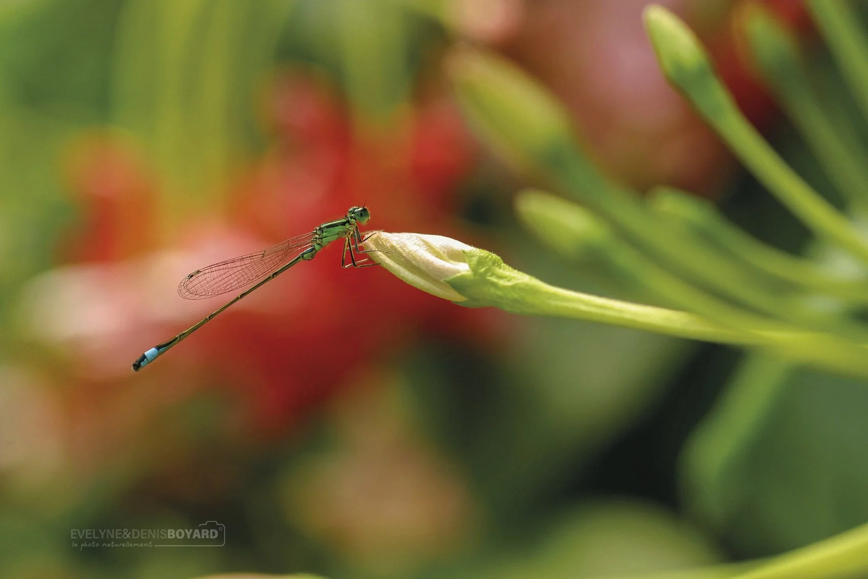 Agrion jouvencelle.