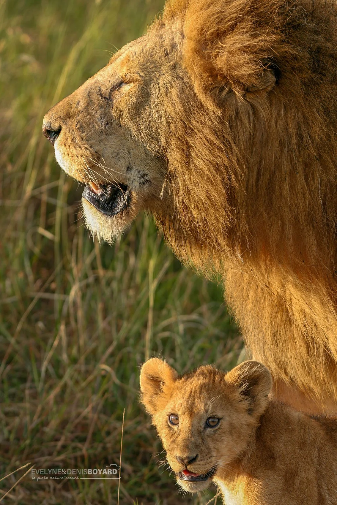 Lionceau avec son père. Un moment rare qu'on a le privilège d'observer en pleine nature.