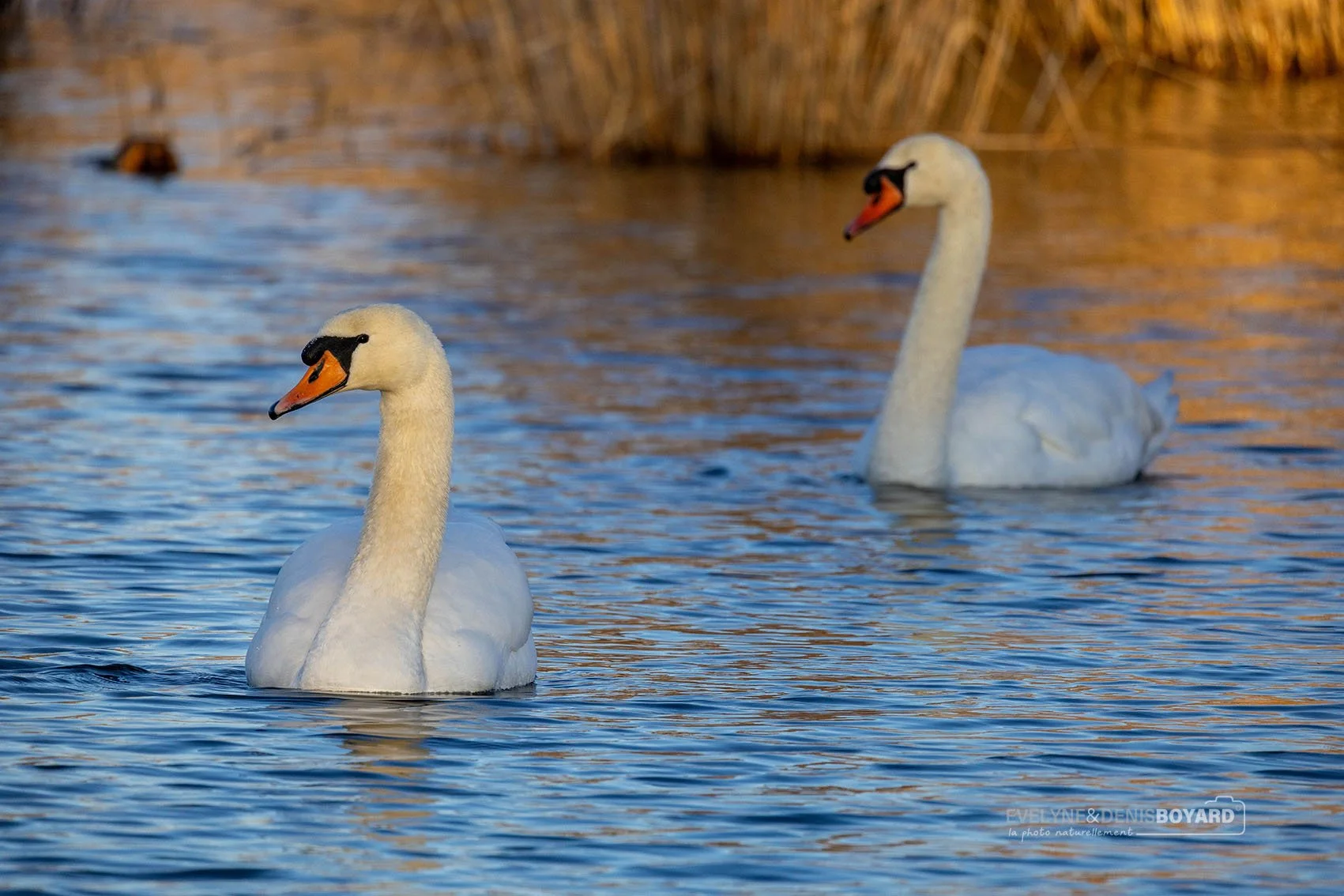 Couple de cygnes tuberculés.