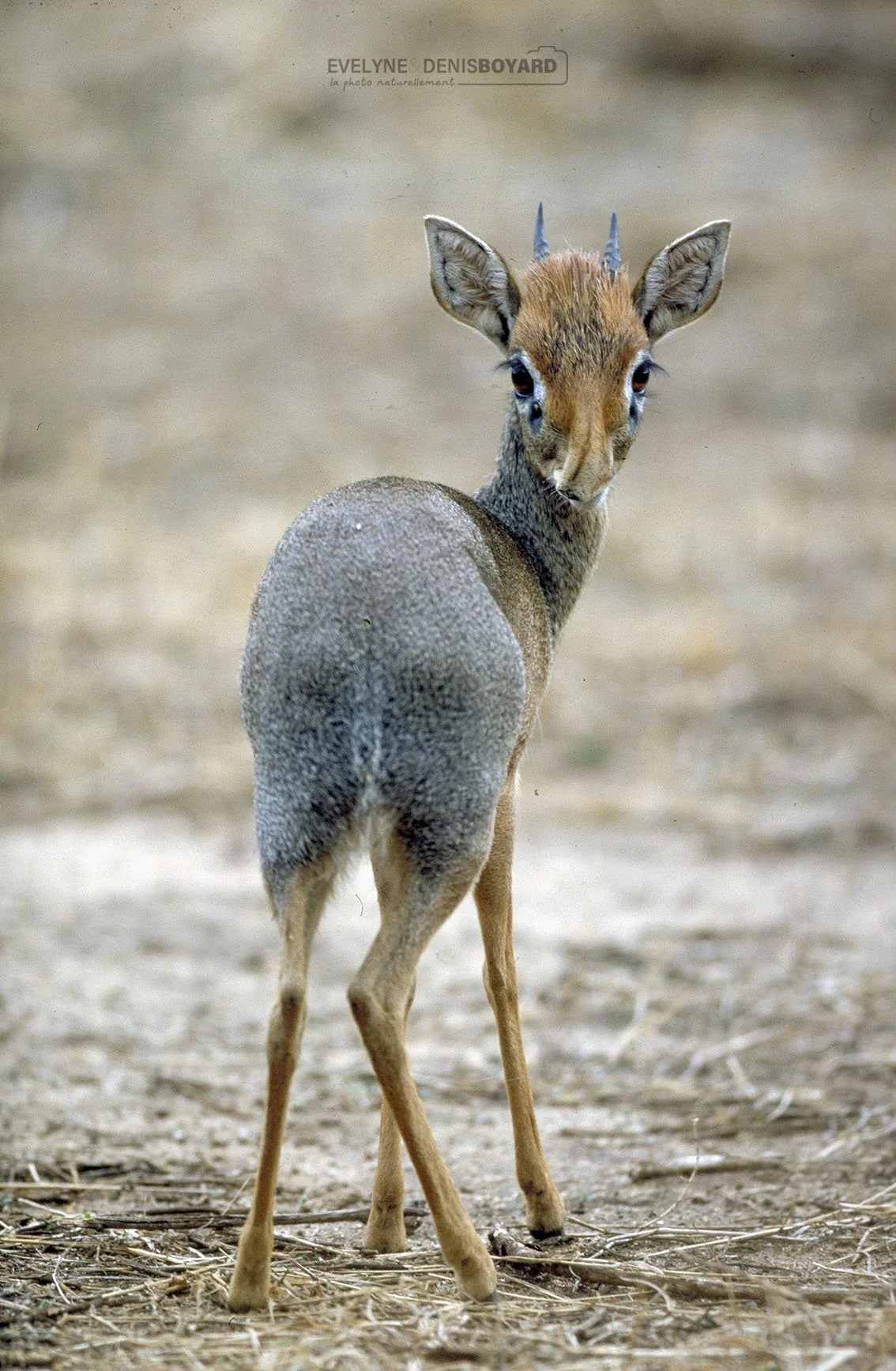 Antilope Dik-dik dans le Serengeti.